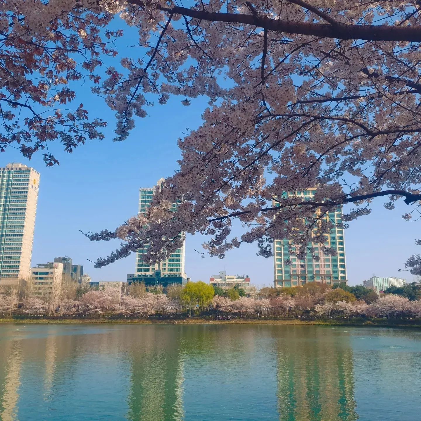 다시봄오면좋겠당...ㅜㅅㅜ