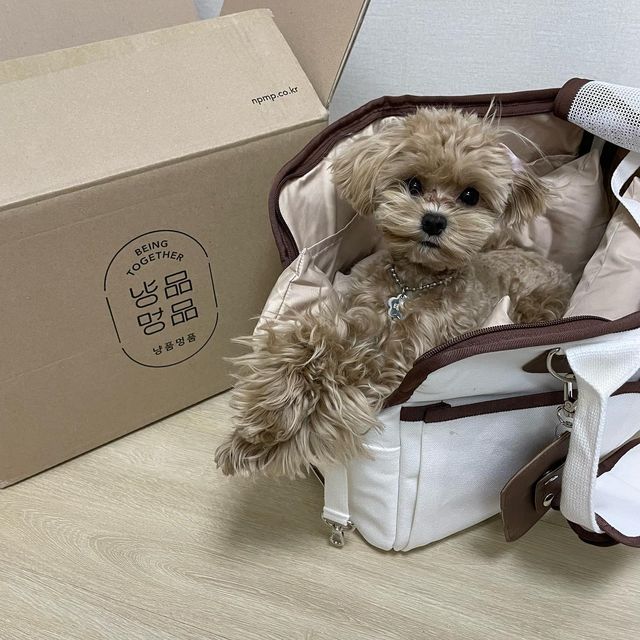 나는야 말티푸 테디🐻 on Instagram: "엄마가 어린이날 선물 미리 사조써🧳🤎 #냥품멍품 에서 나온 #녕품멍품보듬백 이라구 아주 나랑 컬러가 찰떡콩떡인 가방이지 모야? 어디 놀러갈때 흐물