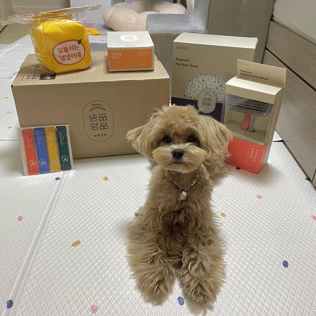 나는야 말티푸 테디🐻 on Instagram: "리뷰이벤트 당첨 되어서 #냥품멍품 선물 왕창 받았디! 선물 감사함니다🐻❤️"