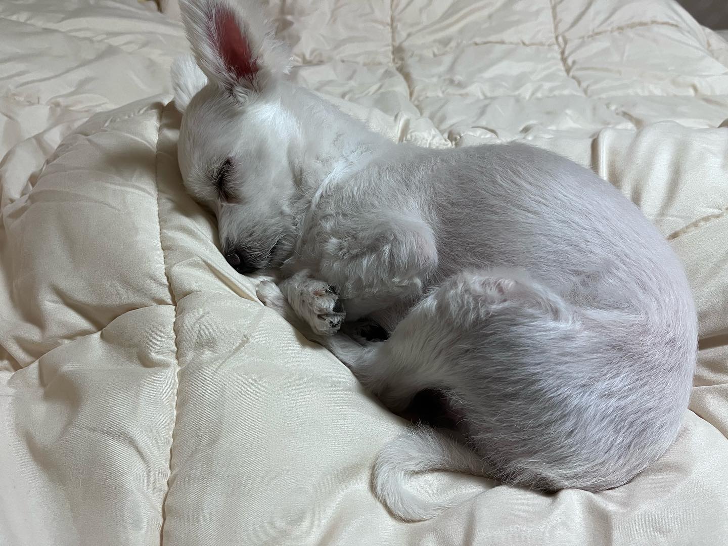 오늘따라 귀엽게 자네…ㅋㅋㅋ
조명 좀 바꿔야지…
사진이 너무 안이뿌게 나오네 
속상하게 ㅠㅠ

#5살 #나랑만자는귀염둥이
#내새끼❤️ 
#좋은꿈꿔#달이