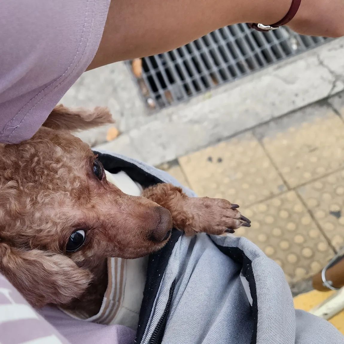 #댕댕이커피 
#식이알러지 #병원가는길

가끔은, 
병원가는거말고도
같이 자전거 타자^^ 

은근 즐기더라 너~~~ ㅋㅋ
병원가는거 아녔음 
더 신났을테지!! 

근데  사진은 진짜,
그렇게나 찍기가 싫은거야? 

카메라만 들이대면
도리도리~ ㅋㅋ

예정에 없던
#종합백신접종

집갈땐, 신나게 가자~!!

#오늘은 #자전거 #유산소 
#커피랑 #오랜만에  #병원
 #대전우리동물의료센터
 #대전동물병원 #안녕나의하루야
#아프지말자 #라이딩 #댕댕이랑
#댕스타그램 #멍스타그램 #일상 
#좋아요 #맞팔 #안녕 #^-^/