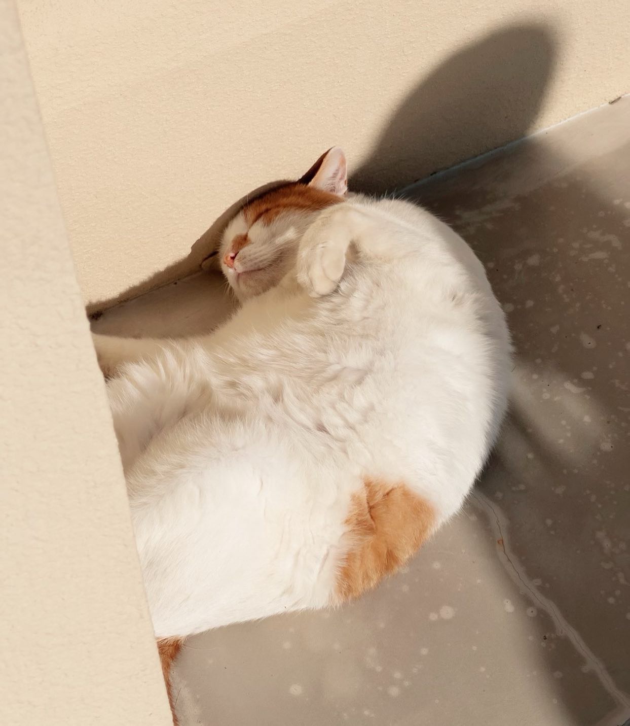 -
사람손타길 좋아하지만
잘 때 건드리는 건 시러요🐈

.
.
.

#냥힐링
