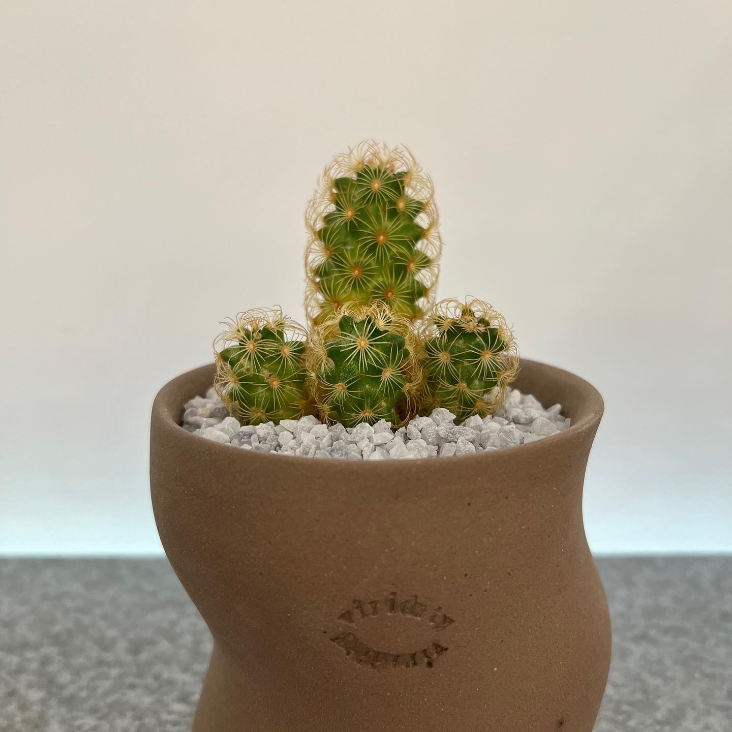 이번주말 캠핑 준비를 하면서 올리는 선인장사진🌵
선인장 가시모양이 이렇게 신비스러울수가!!
전체적인 모양을 보면 법규,,,🤣
