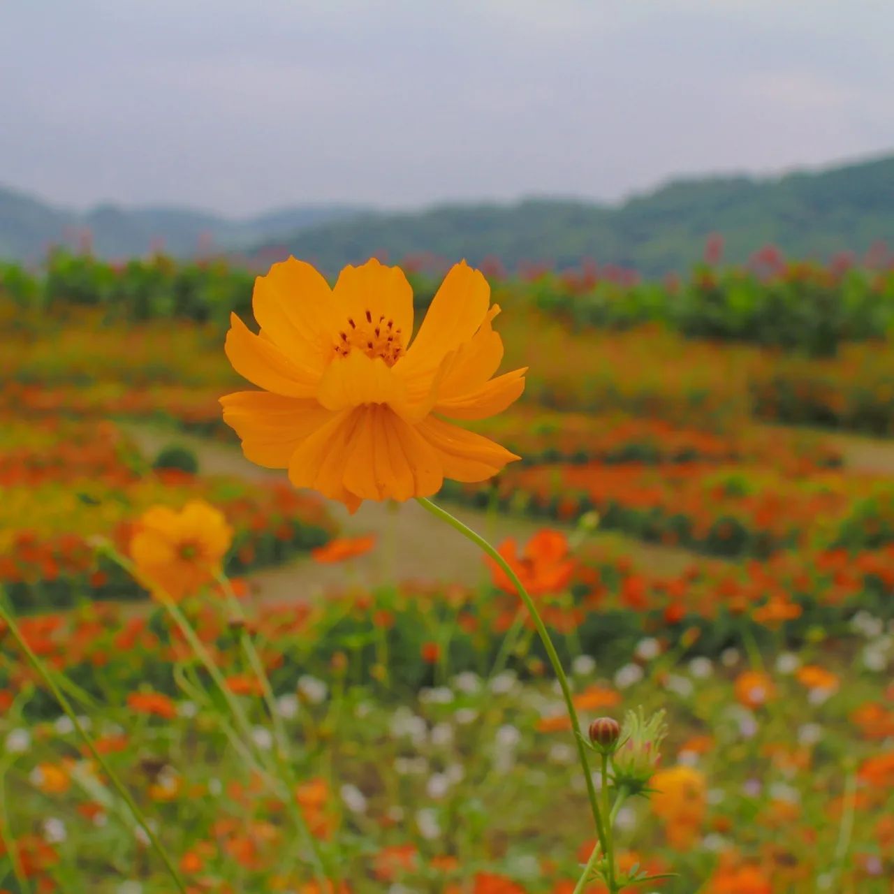 꽃이 너무 이쁘다🥰
여긴 천국인게야~~⛅️

더 자세한 내용은 피드에 있는 블로그 확인해 주세요 ❤️ 

#연천여행 #연천댑싸리공원 #연천데이트
