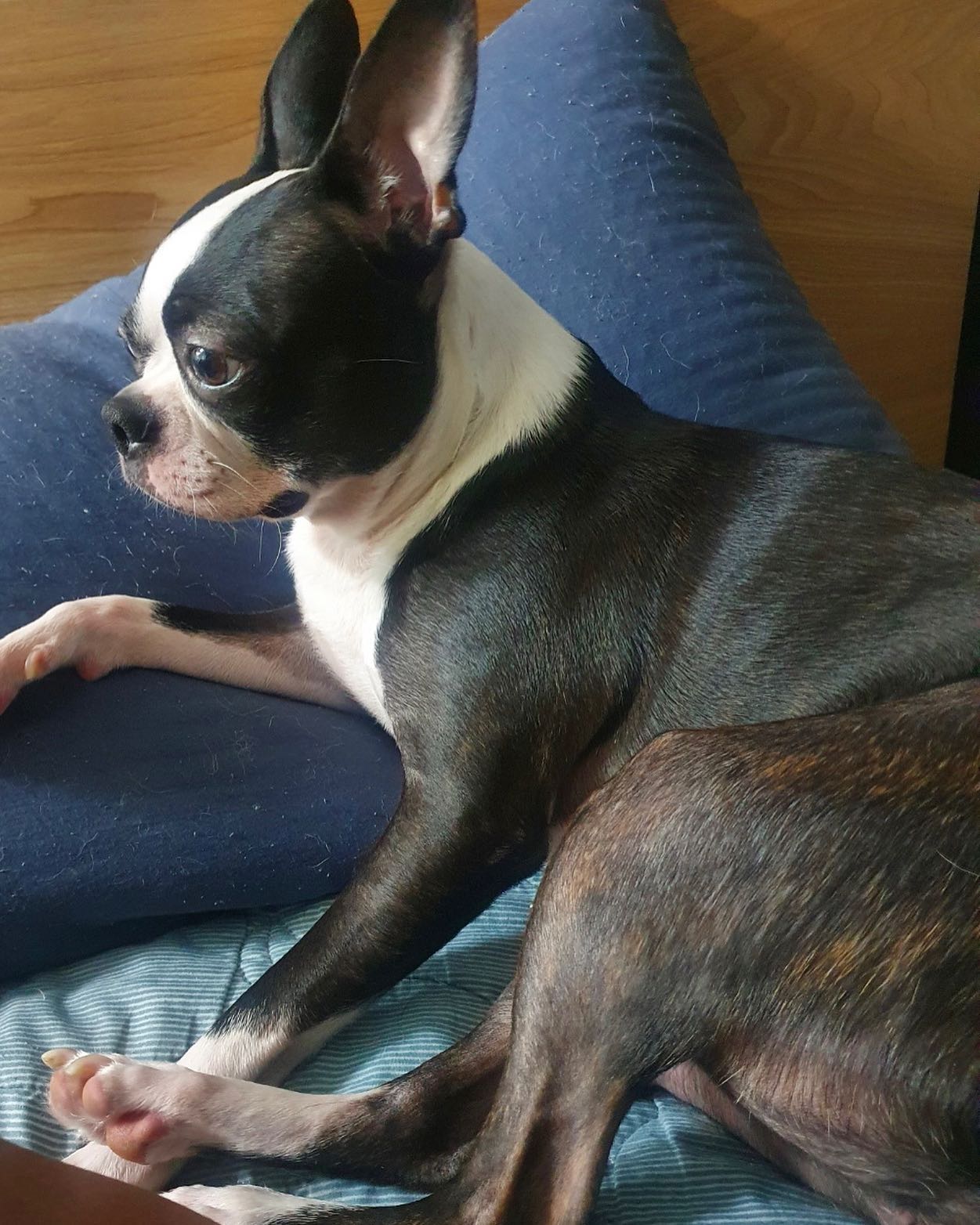 #토끼아님🐰🐶#보스턴테리어#코코#보스턴계의아이유#bostonterrier#coco#no-rabbit#❤️