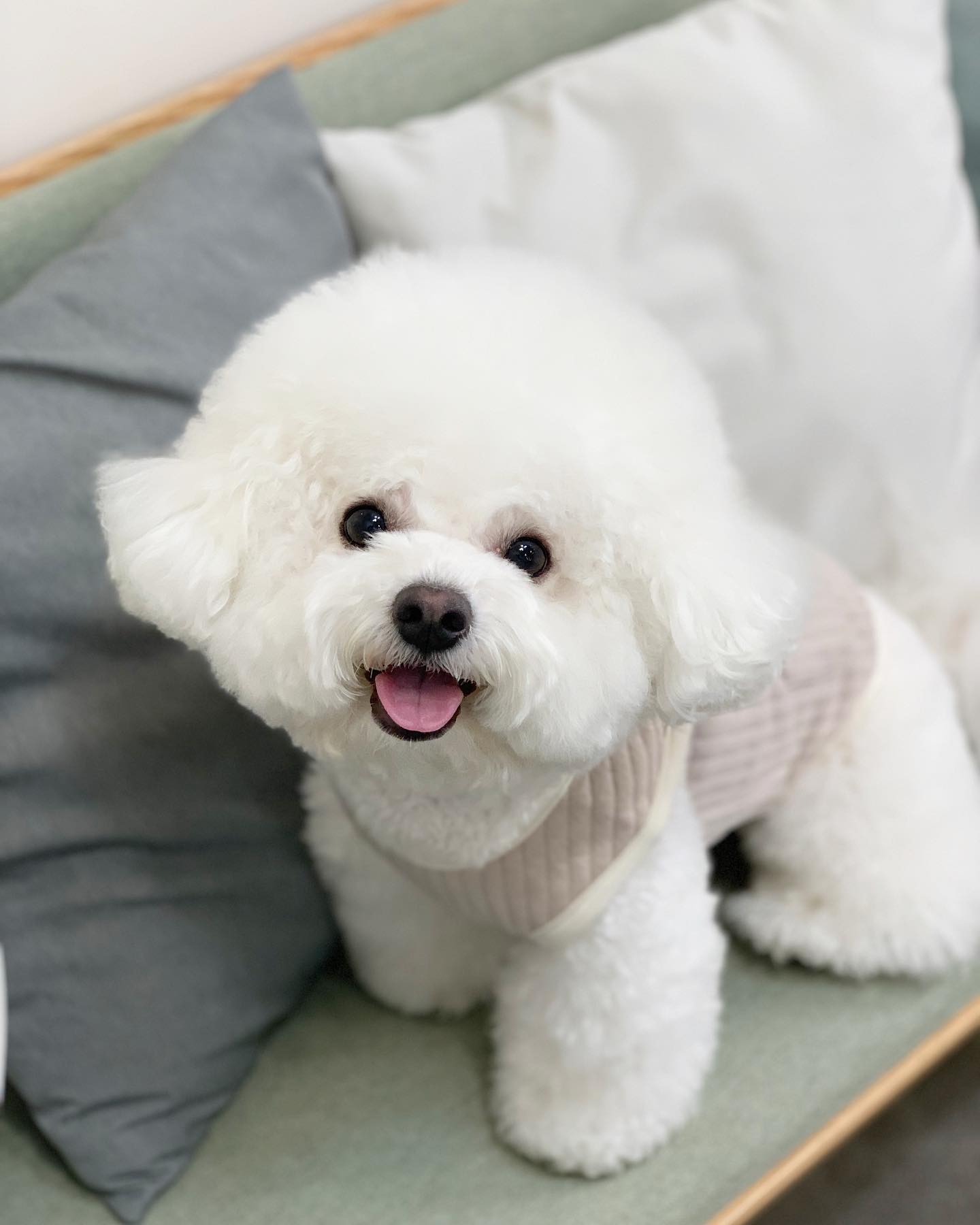 .
이제 넘 추워져서 애카갈때두
실내복 필수🤧🤧

찌즈가 입은 누빔쪼끼 
💛bennys_originals 
가볍고 따뜻해서 데일리로 좋쟈나😍