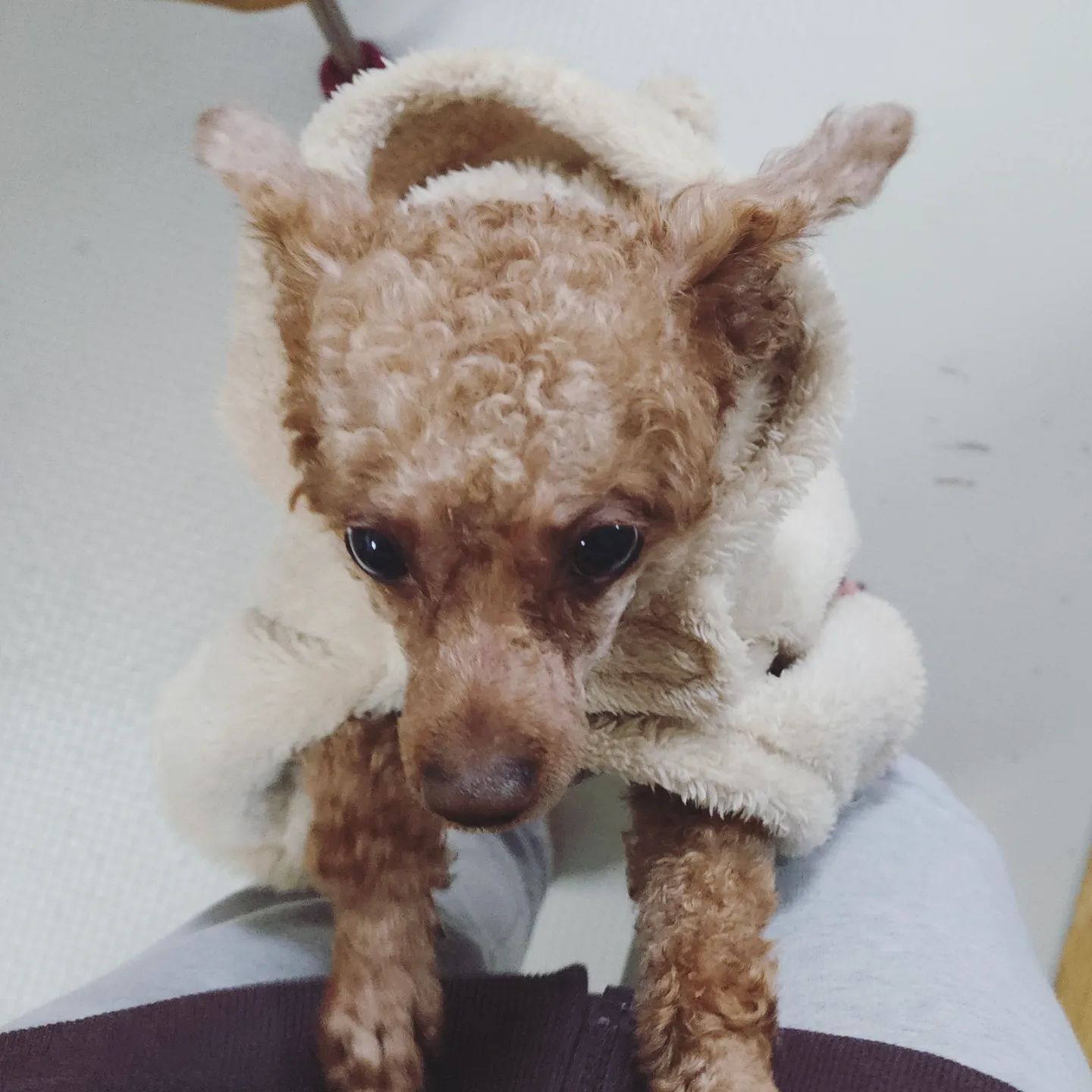 #댕댕커피
요즘 말을 좀 안듣는다ㅋ
그래도 다른개들어 비해서는
엄청 잘듣는거겠지만ㅋㅋ

사람인가싶을정도로 누치빠르고 처신하는 아이가
요즘은,  쫌.. #개린이 짓을 한다ㅋ
근데 그 모습이 참 예쁘다.

왜  사람도  그런애들 있잖아~~~
눈치보고 넘 착하고 일찌ㅣ 어른이 된..

우리 커피가 그랬는데.. 
지금은 #천진난만  을 향해 가고있달까^^

그러니 어찌 아니예쁘겠나♡

빨리 나가자고 안아달라고 긁어대는 커피도!
납작 땅에 붙어 아빠손장난감 갖고노는 커피도!
산책할때 보이는 뒷태도,
#커피야 부르면 뒤돌아봐주는 커피도.. 

많이 사랑해~♡ 

#댕댕스타그램 #멍스타그램 #댕댕사랑
#안아줘 #산책가자 #댕댕산책 
#안녕 #좋아요 #맞팔 #친구 #사랑해