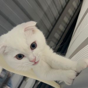 [엘마드레] 고양이창문해먹 쇼파 침대 해먹