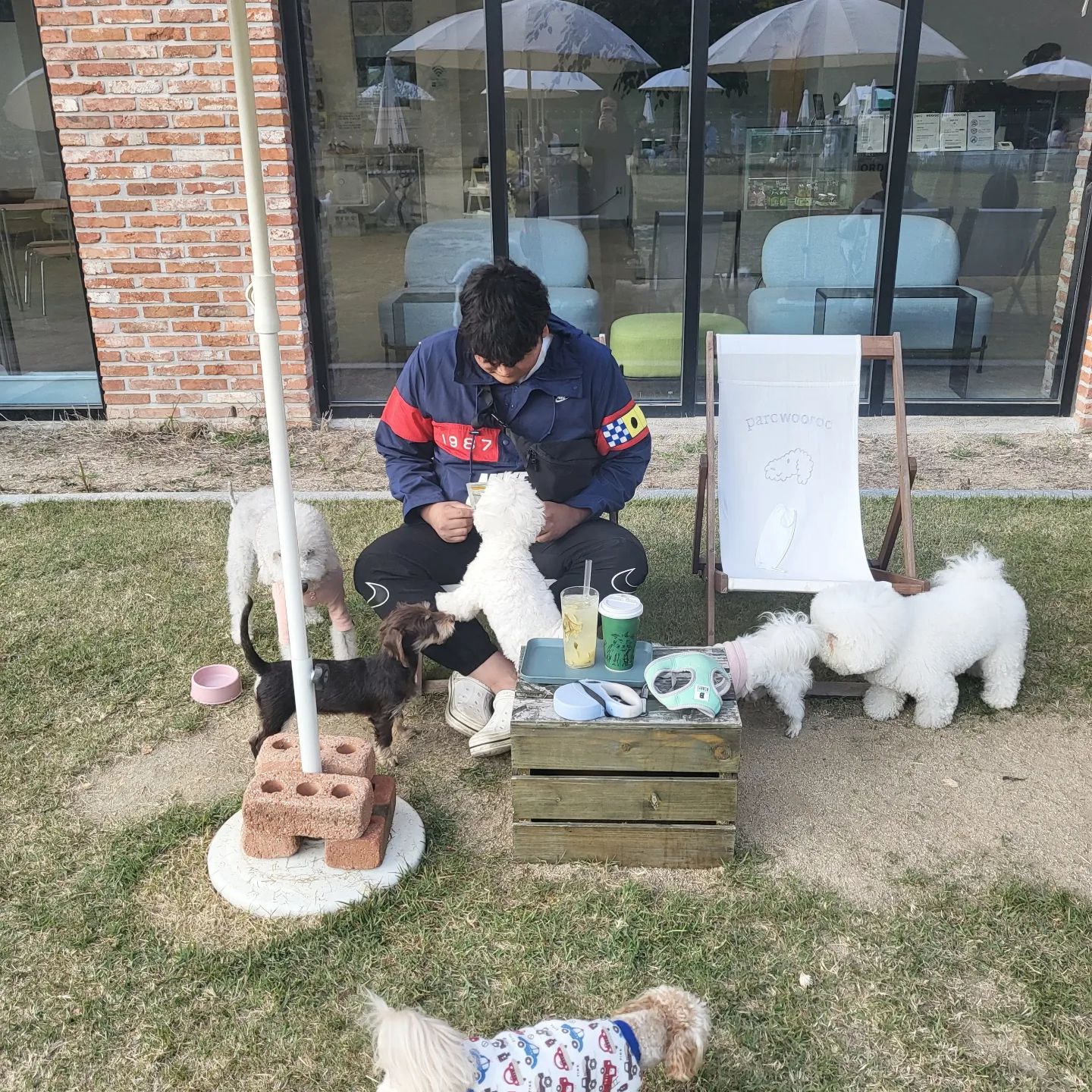 담비의 첫 #애견카페
태생 6개월, 아직 세상에 궁금한게 많은 담비 데리고
애견카페가서 담비주려고 산 간식 봉진데
완이가 들자마자 따른 집 멍뭉들이 귀신같이 옴ㅎ

정작 담비는 간식도 안먹고 계속 뛰어놀다가
담비랑 우리랑 다 지쳐버렸당 ^^

한시간 반놀고 차타자마자 자는 담비데리고
바로 시지 셀프목욕 #차차언니 데려가서
다 씻기고 처음 들어가보는 드라이룸에
쫄보 담비는 낑낑😵‍💫

이제 데리고 자주 다녀야지

#파르크우록 #가창애견카페 #대구애견카페