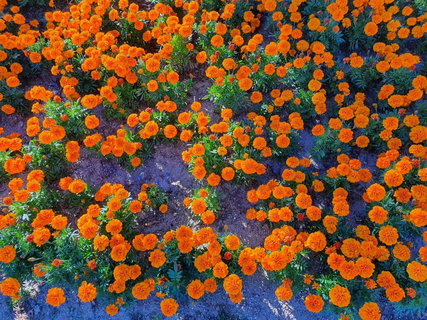 🌹🌷🌻🥀🌺🌼🍁🍀