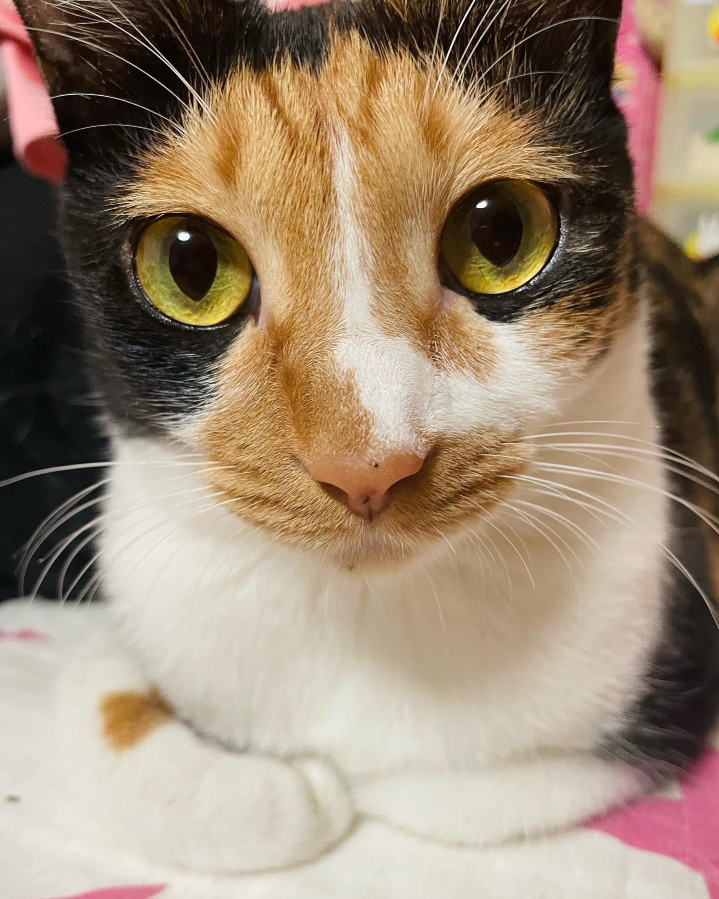 제리 냥냥 펀치🐾

#제리 #삼색이 #고양이 #냥냥펀치