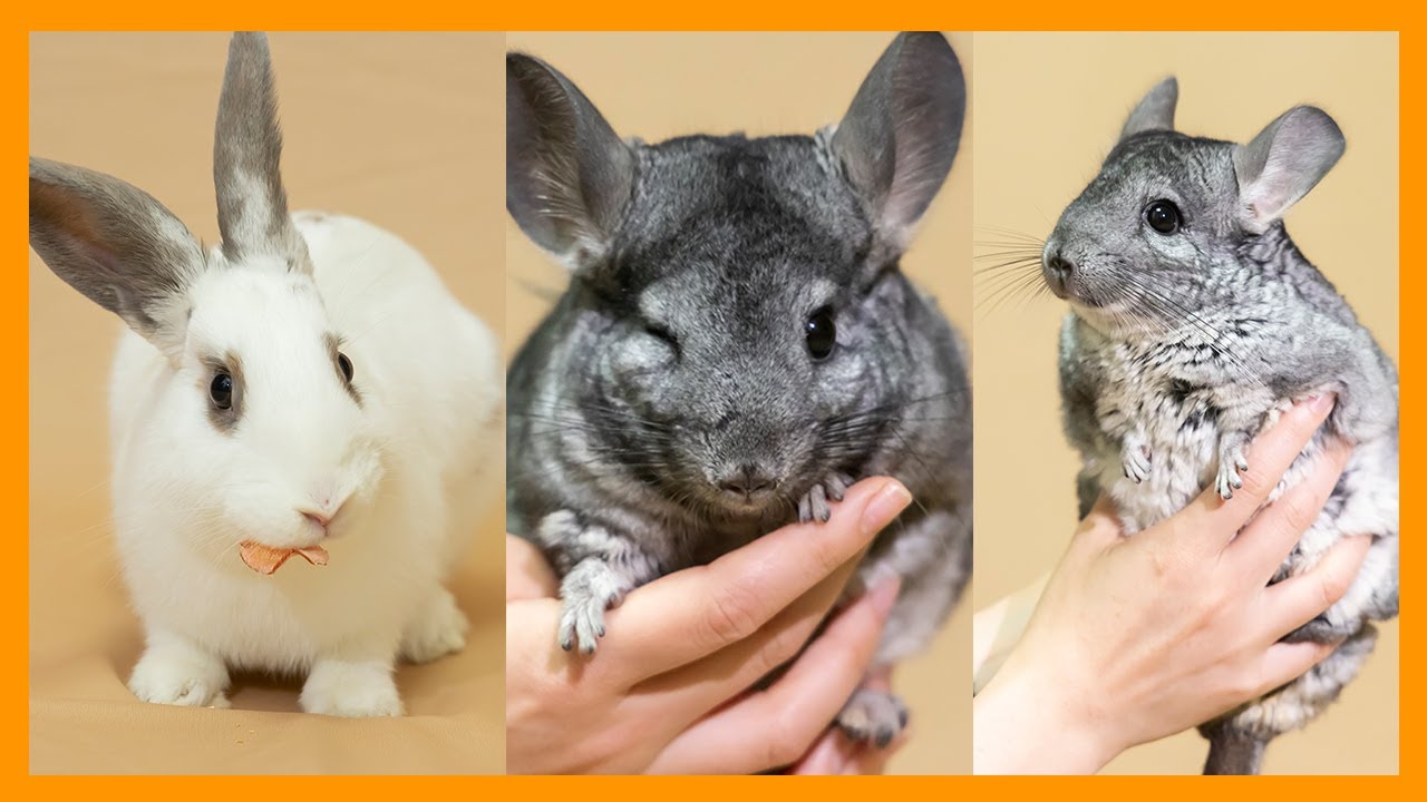 토끼와 친칠라쥐, 프로필 사진 찍었어요!/반려동물 스냅사진/ 뽀시래기솜이