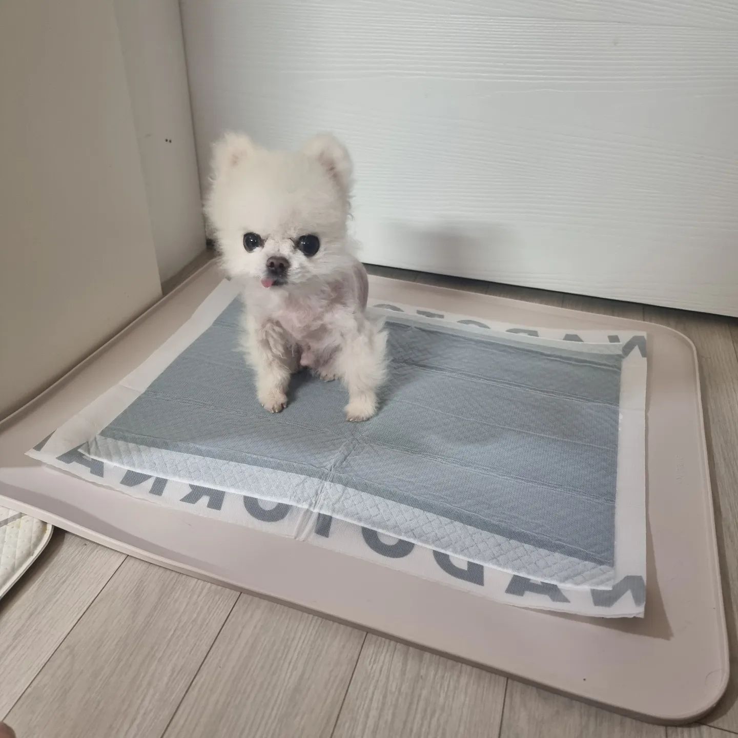 (광고)서포터즈로 활동하는
퍼핑에서 만난 #실리콘배변판
배변판에 소변 샘 방지턱이 낮게 있어서
올라갔다 내려갔다도 편하고
나름 방지턱 있다고 실리콘배변판 밖으로
발 안꺼내놓고 쉬야해서
완전 위생적으로 관리됨
왜 이제야 만났징
넘나 좋은것!!!
#퍼핑 #퍼핑서포터즈 #실리콘배변판 #배변판