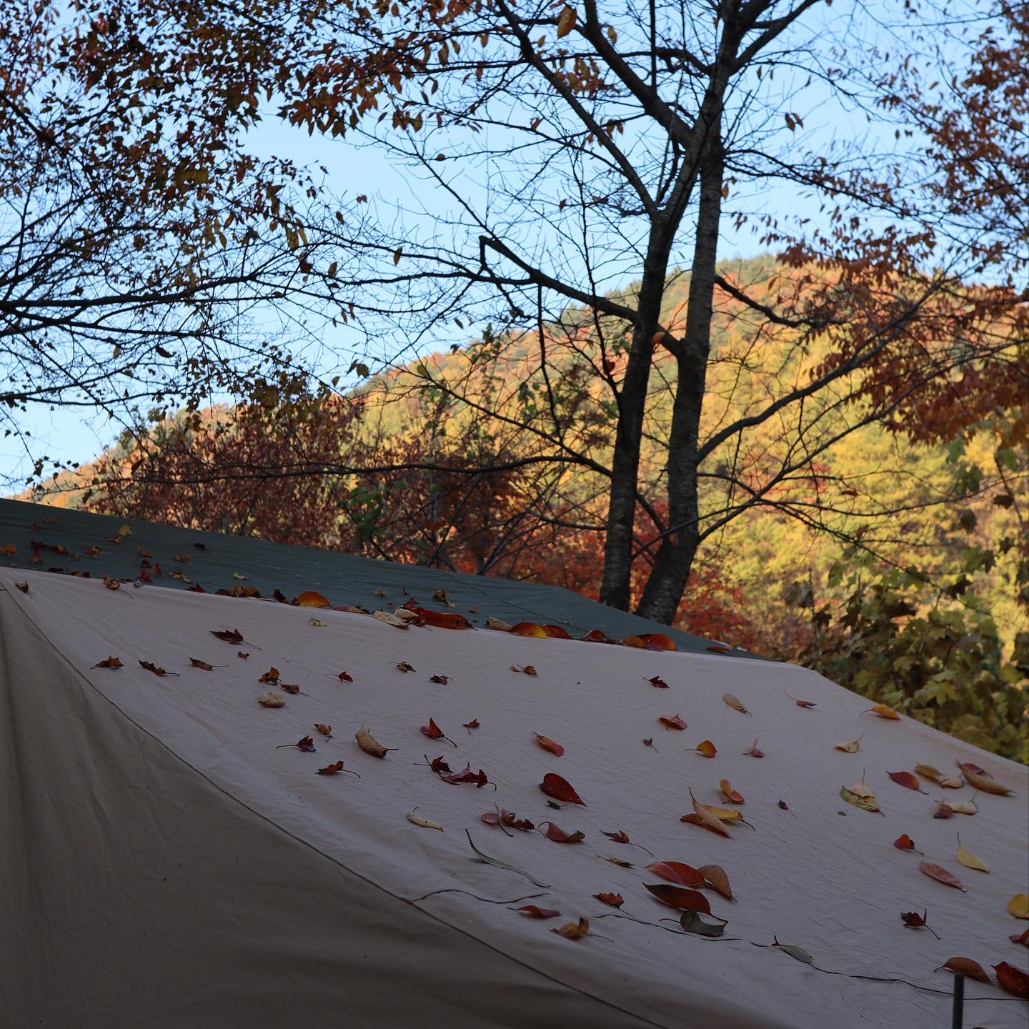 텐트 위 밤새 떨어진 낙엽🍂

바람불면 텐트 위로 떨어지는 낙엽소리와 
난로에 구워지는 군고구마 냄새가
넘 좋았던 가을캠핑⛺️🍁