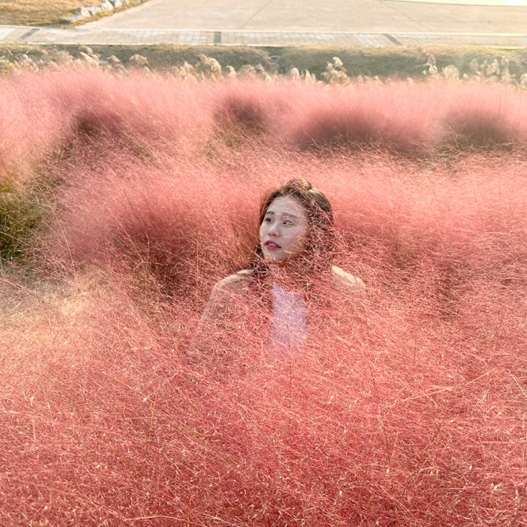 시흥 핑크뮬리 갯골생태공원 야외데이트