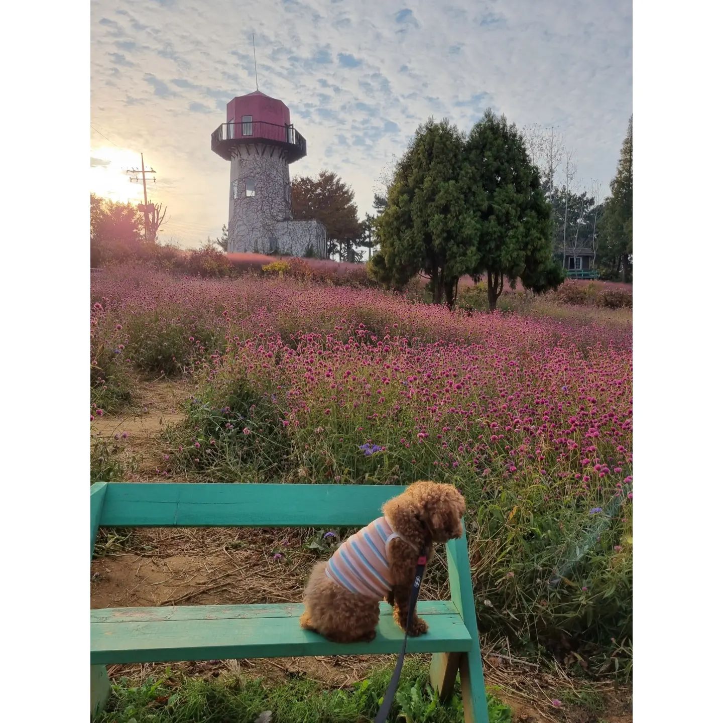 사진찍기 시룸
#털찐벼리

#태안반려견동반 #국내여행

#팜카밀레 
#당일치기 
#태안 #안면도