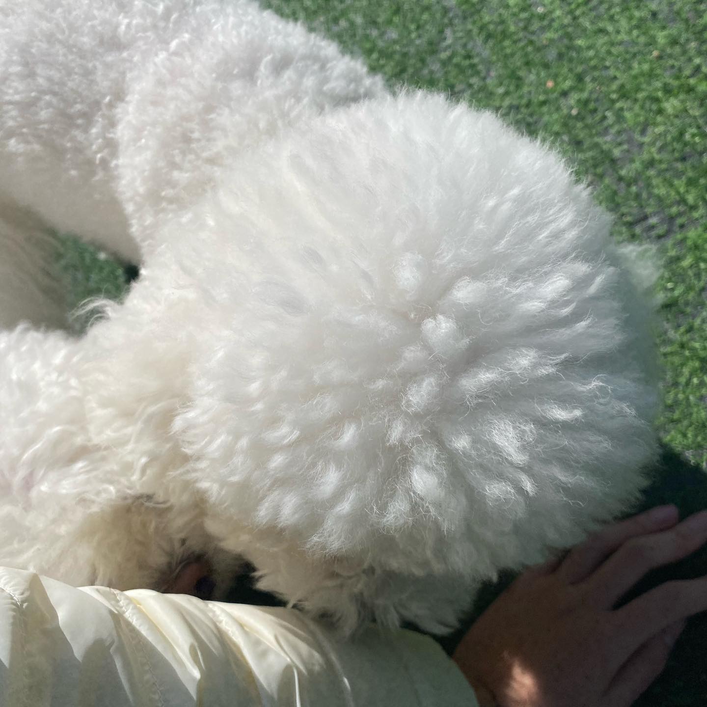 보송보송함에 파묻힌 프로덕션🐾🤍