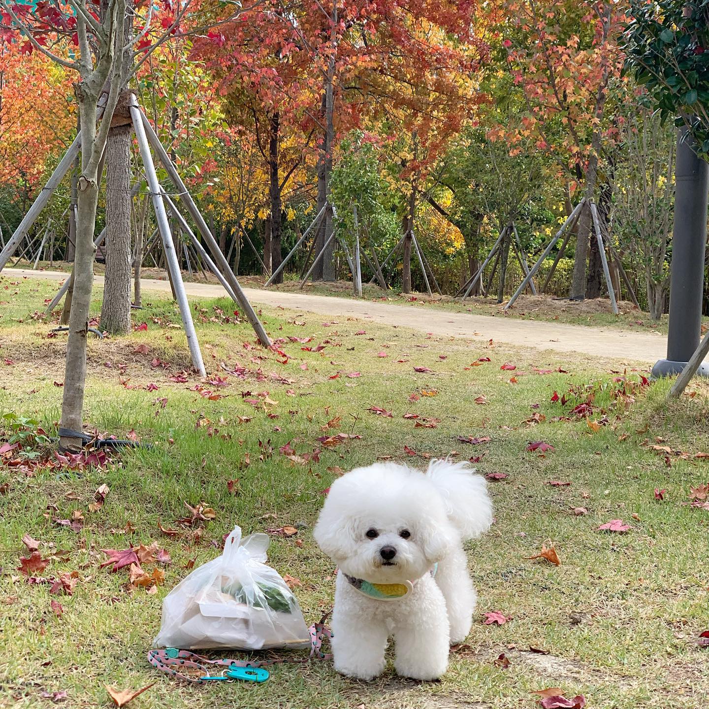 .
산책길에 흔히 보이는 쓰레기들!
산책 하면서 쓰레기도 줍고
환경보호 하자 칭구들아💛

지금 앱스토어에서 <지구쓰담>다운받고
내가 주운 쓰레기 기록과 인증샷 남기면 
업사이클링 풉백 홀더 (선착순200명) 를 준다고해!

우리 칭구들이 가는 산책길도 깨끗해지고
환경도 보호하고 함께 참여하자구우☺️

#환경재단 #쓰담댕댕 #펫플로깅 #강아지 #환경보호