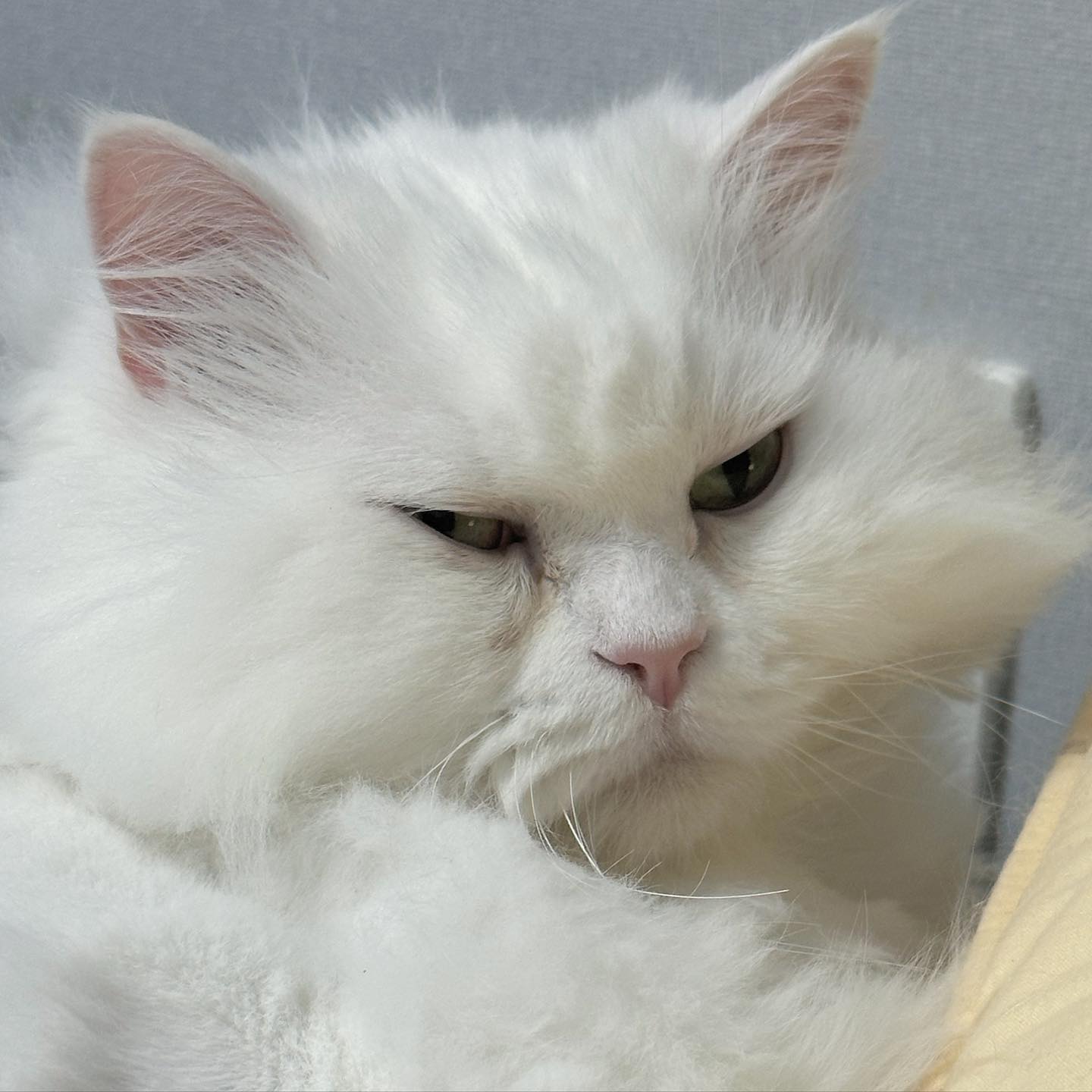 파랑초록이들 사이에 흰둥이 등장-☆
요즘 내 표정 대변자 츄츄,,😹
토끼 같은 자식들 보고 힘내볼게요?