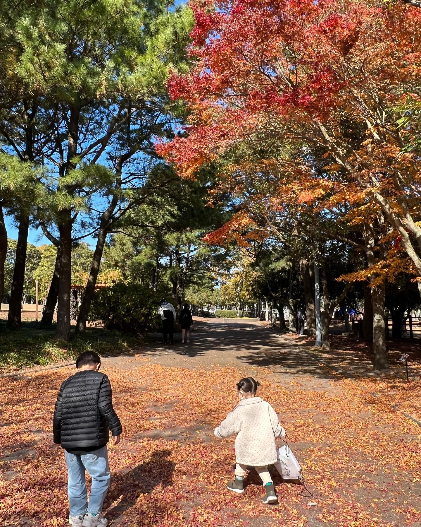 #가을가을해🍂

오랫만에 다녀온 #렛츠런파크
아이들이 신나게 뛰어놀수있어서 너무 좋았다.
더 추워지기전에 한번더 다녀오자 🤎

#주말 #제주 #삼남매 #가을 #가을단풍