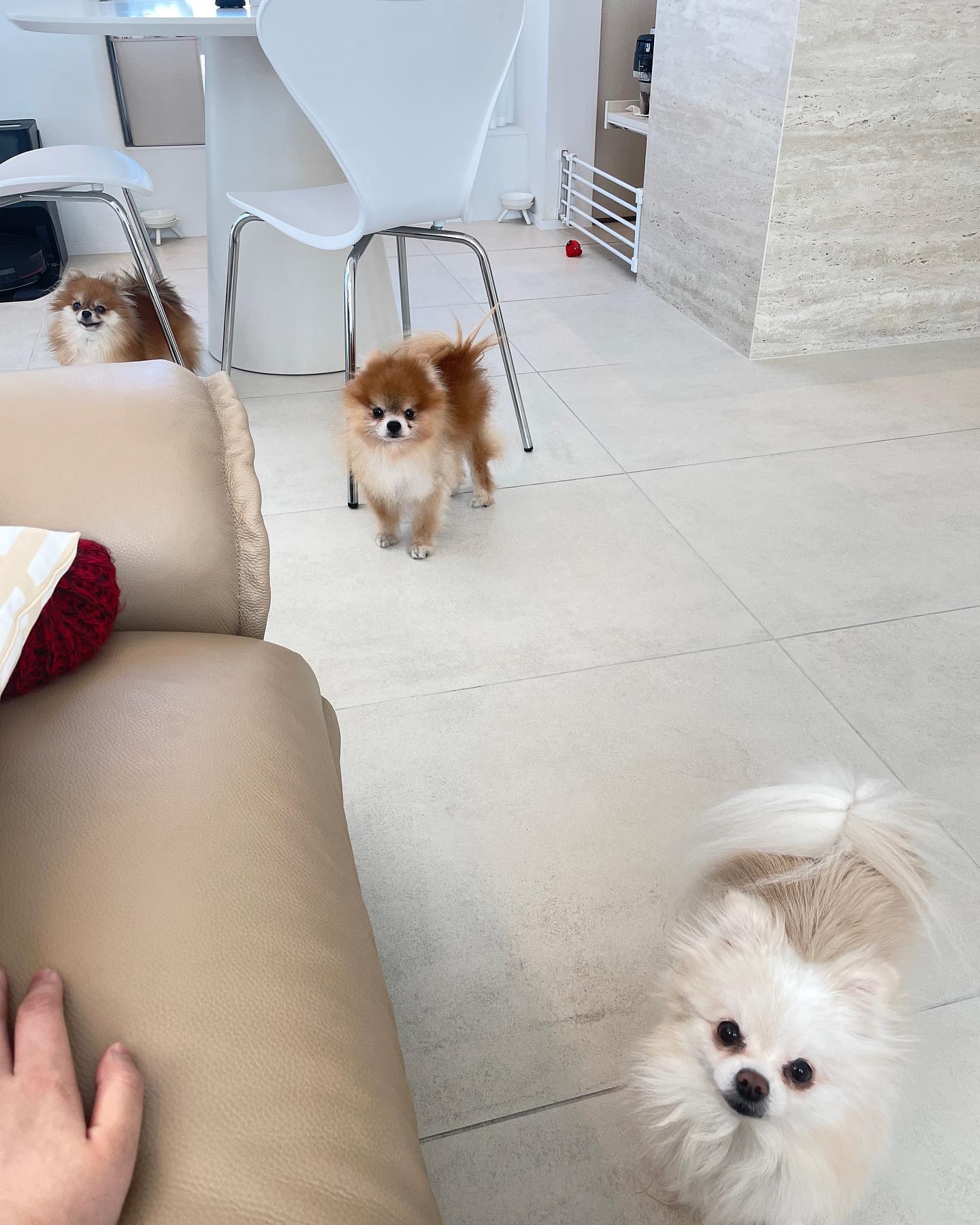 빗을 꺼내자마자
가잘 멀리 도망가는 둘째하나,

간식만 있으면 크게 신경 안쓰는 첫째 두부

눈치는 보지만 간식땜에
참는 막내 솜이

#멍스타그램 #홈인테리어 #거실스타그램 #거실인테리어 #식집사