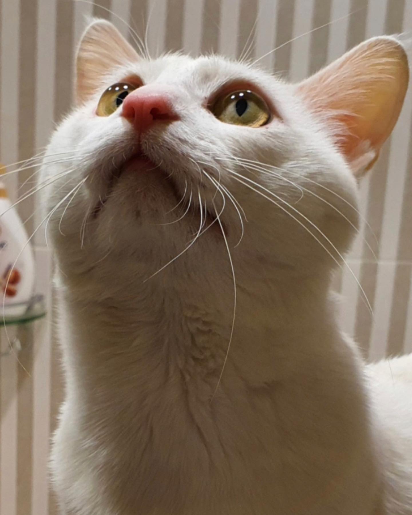 🙏🏻2022년 11월 7일 아지랭이🙏🏻

삼촌네 고양이 아지랭이 좋은 곳으로 갔기를..

우리 베리랑 같은 종에 비슷한 시기에 태어나 더 마음이 갔던 귀요미..

**고양이한테 정말 흔하고 무서운 질병 신부전

애기 너무 고생했어.. 🫶🏻 푹 쉬어 

🥺🥹😢😭😿😹

#고양이 #터키시앙고라 #고양이신부전 #냥이 #catlove #cat #마지막 #냥스타그램 #냥이기록 #안녕 #잘지내 #수고했어 #보고싶다 #무지개다리 #고양이는사랑입니다 #기억해 #슬픔 #고양이건강검진 #필수 #있을때잘하자 #😹 #imissyou