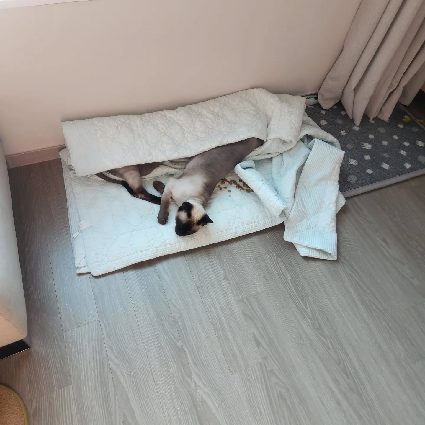 아니...진짜 막말로..후..
노숙자도 이렇게는 안자겠다
밥을 어떻게먹었길래. 사료는 씹은 흔적도없고..😮‍💨 자는 이불에 토해놓고 그걸 덥고자냐 진짜 드러워 죽겠네

치우는건 내몫.😓
전기장판에서 나올생각이 전혀없는 냥이들!!!
.
.
.
#고양이사료 #고양이그램 #집사안절부절 #집사의하루 #사료토 #전기장판 #샴고양이 #샴 #토로미냥 #토로 #토미 #겨울나기 #사료를왜안씹냐 #허겁지겁먹지마 #냥팔자상팔자 #고양이 #catstagram