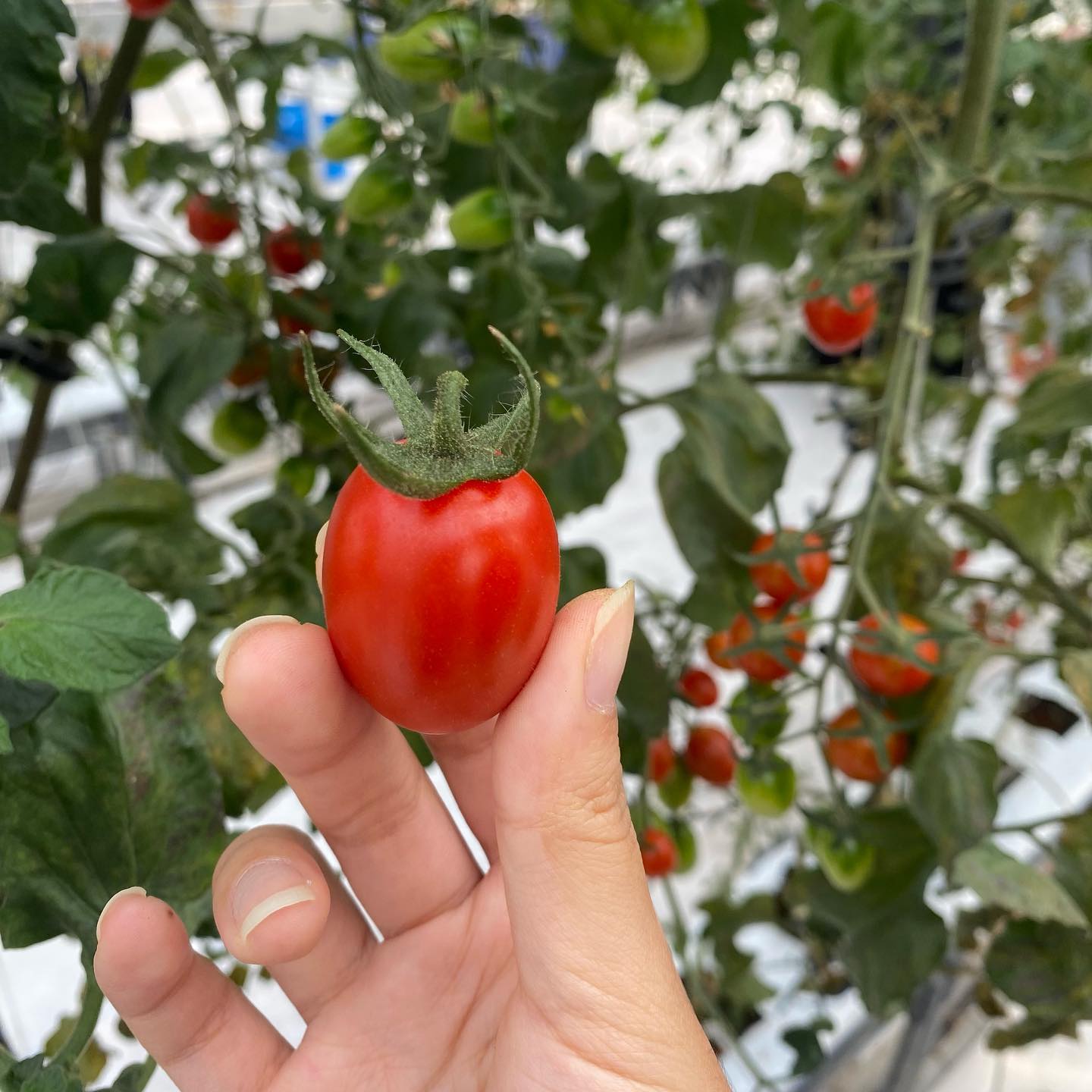 베하! 오랜만에 #손베리 에윱! 💝
오늘은 두둥탁! #한국농수산대 2연동 토마토 실습하는 날! 
어제 오늘 한농대는 면접 준비로 가득한 새내기들이 있어서 오늘은 실습을 했답니다! 
토마토🍅의 귀화현상! 다들 알고계신가요? 
귀화현상은 다른 작물에게도 나타나는 현상으로 작물이 생명의 위협을 받았을 때 종족번식을 하는 현상이라합니다! 
되도록이면 귀화가 안나타나는 게 좋겠죠? 

또, #ptc 에서 딸기 런너 작업, 적화 작업을 했답니다! 
베리팜에서 터득한 적화 기술로 야무지게 기형과랑 세력에 맞게 적화해줬답니다! 
적화 마스터가 되는 그날까지,, ❤️

오늘도 얼레벌레 손베리였습니다! 
오늘도 내일도 베리베리하세요 🍓🍓