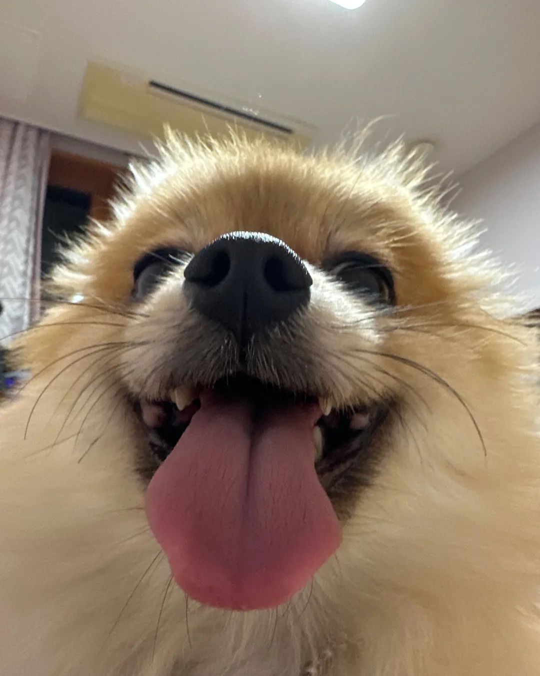 신나부리개🐶🐶🐶
