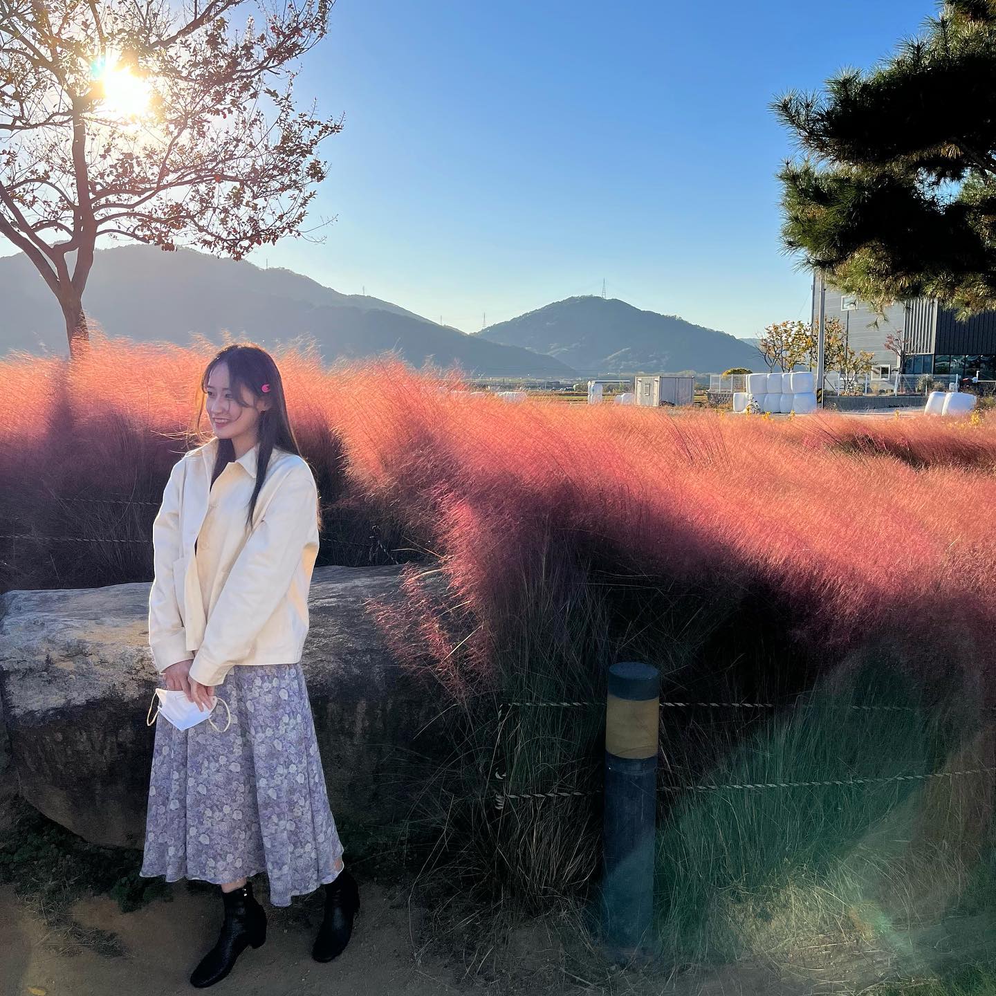핑크뮬리🌸🌸🌸
.
.
따사로와보이지만 사실은 추웠따🧊