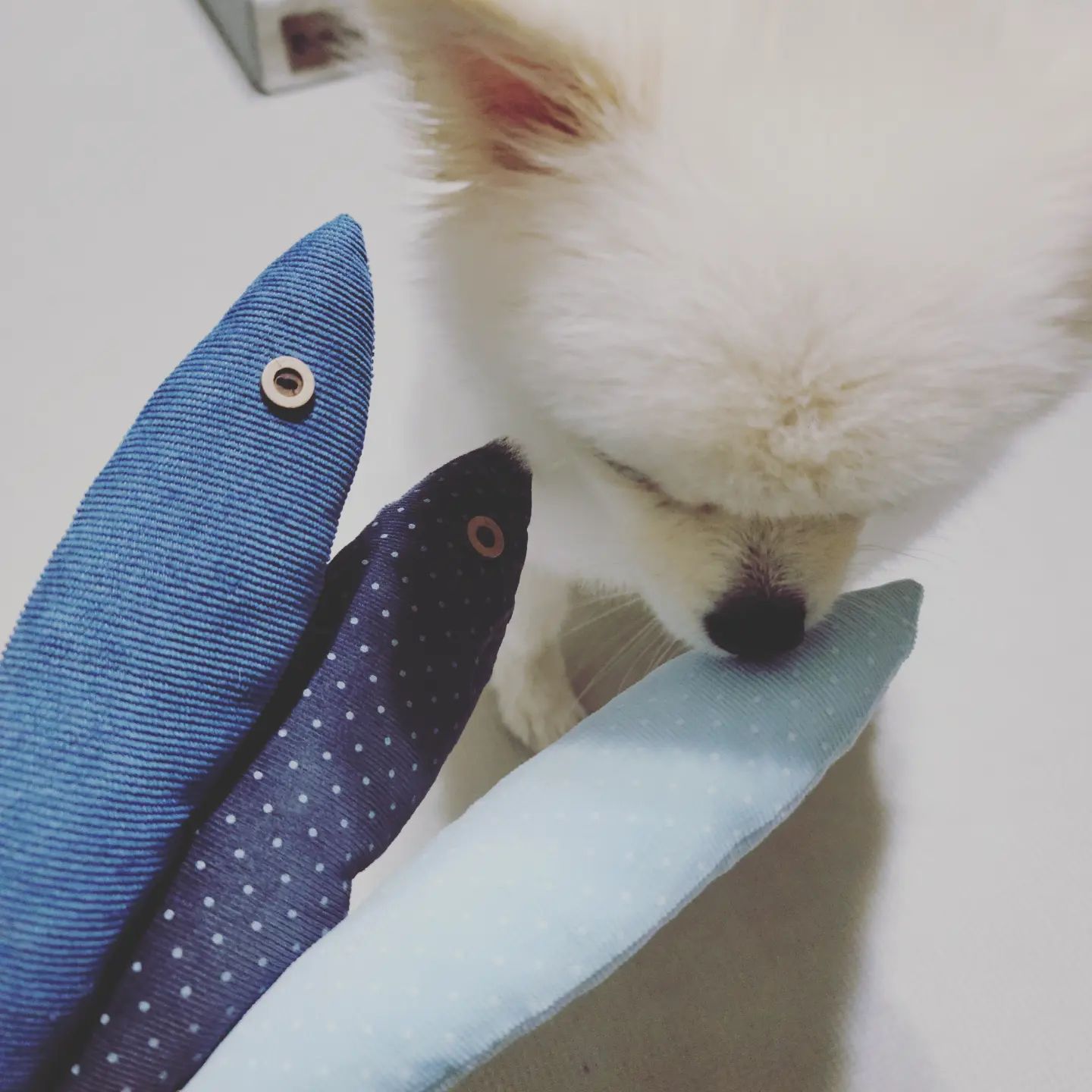 osiosi_pet 에서 케이프도 예쁜데 안전한 노즈워크도 출시했네요 :)
물론 쿠키가 먼저! 맛보고 씹고,,뜯고;;
물고기 모양이라 딱 잡고 놀기도 좋다는!

노즈워크도 잘하지만 갑자기 터그놀이용으로 변신...무엇...
#오시오시펫 #노즈워크 #터그놀이 #천노즈워크 #천터그놀이 #물고기장난감 #안전한강아지장난감 #강아지장난감