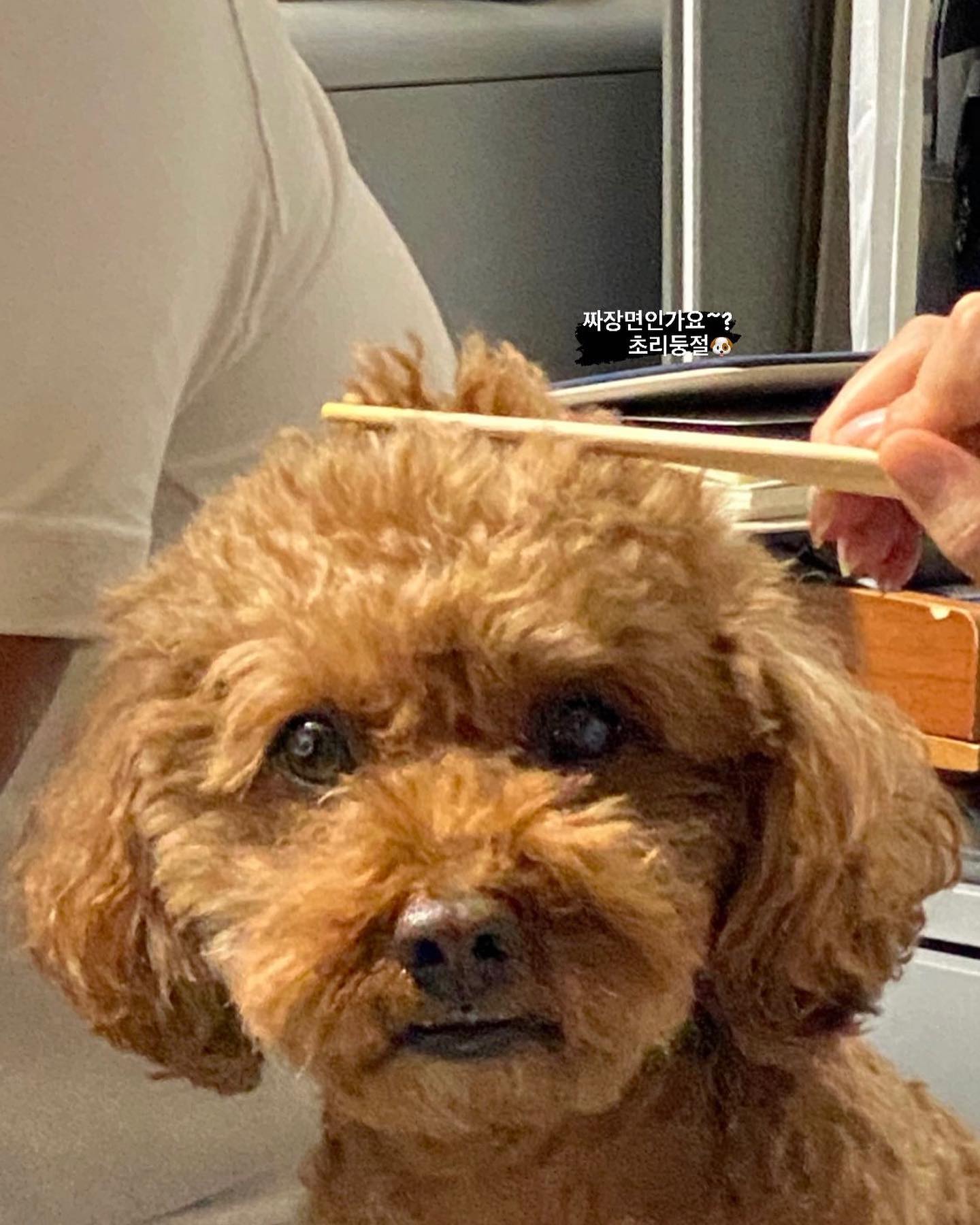 초리둥절🐶💕