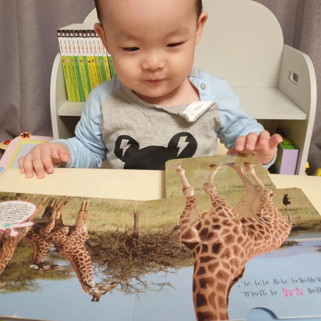 #협찬

18개월 아기전집 자연관찰 쿠네이처💛

기린, 코끼리, 강아지 등
다양한 동물들이 주제가 되어
부쩍 동물에 관심이 많은 별하에게 딱이에요!!!

조작북도 포함 돼 있어서
직접 코끼리 코를 늘려 보기도 하고
기린 목을 늘려보기도 하며
적극적으로 책과 친해지기 좋아요.

오늘도 아침에 일어나자마자
책상에 앉아 책부터 펴는 별하 ㅎㅎ
쿠네이처 자연관찰과 함께 이 기회에 책과 친해지길!!!!!

#책육아 #홈스쿨링 #유아전집 #영아전집 #아기전집 #자연관찰 #보드북 #세이펜 #세이펜전집 #세이펜호환 #아기조작책 #아기그림책 #돌아기전집 #영유아전집 #돌아기책 #조작책 #백일선물추천 #돌선물추천 #전집추천 #책추천 #육아스타그램 #책스타그램 #쿠네이처 #글뿌리 #서포터즈 #미몽지기6기