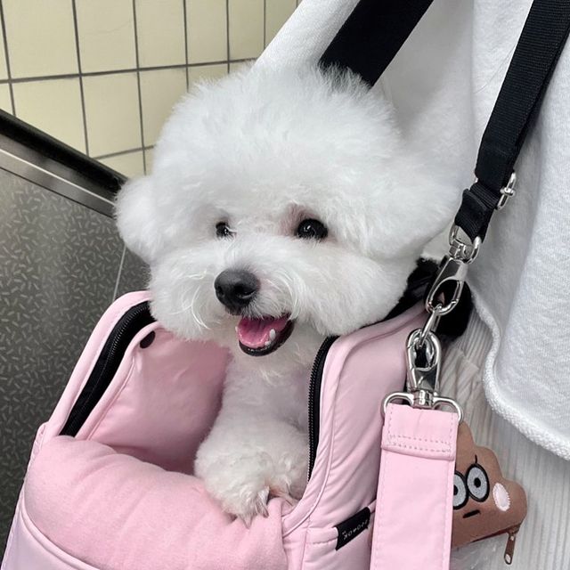 새 롬 on Instagram: "💖 ⠀ 세상에서 제일 귀여운 핑크 왕자 디올이..♡̷̷̷"