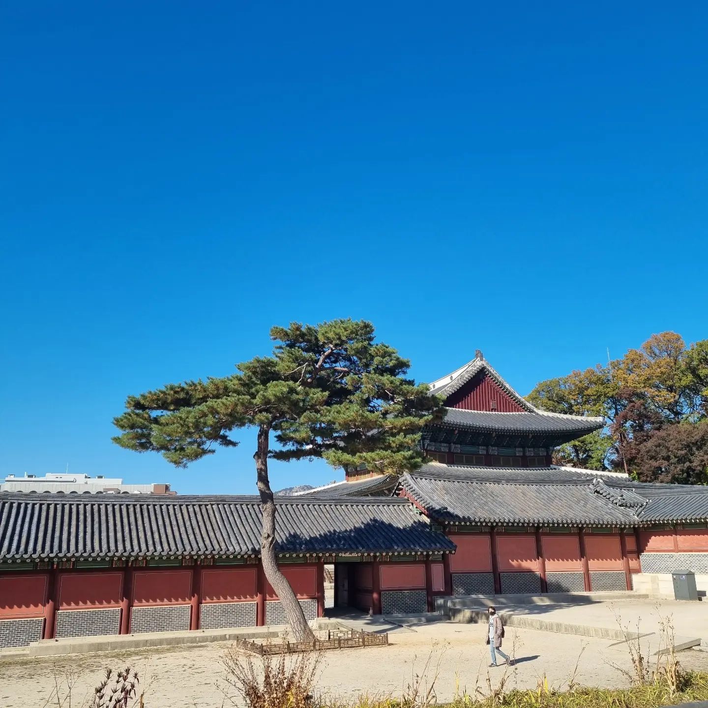 #창덕궁
#고궁 #찍사 📸
.
.
#photo 
#seoul #korea