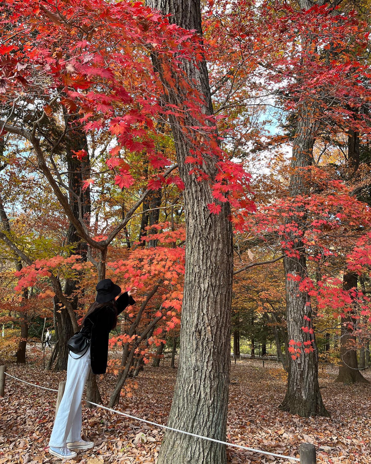 🍁
