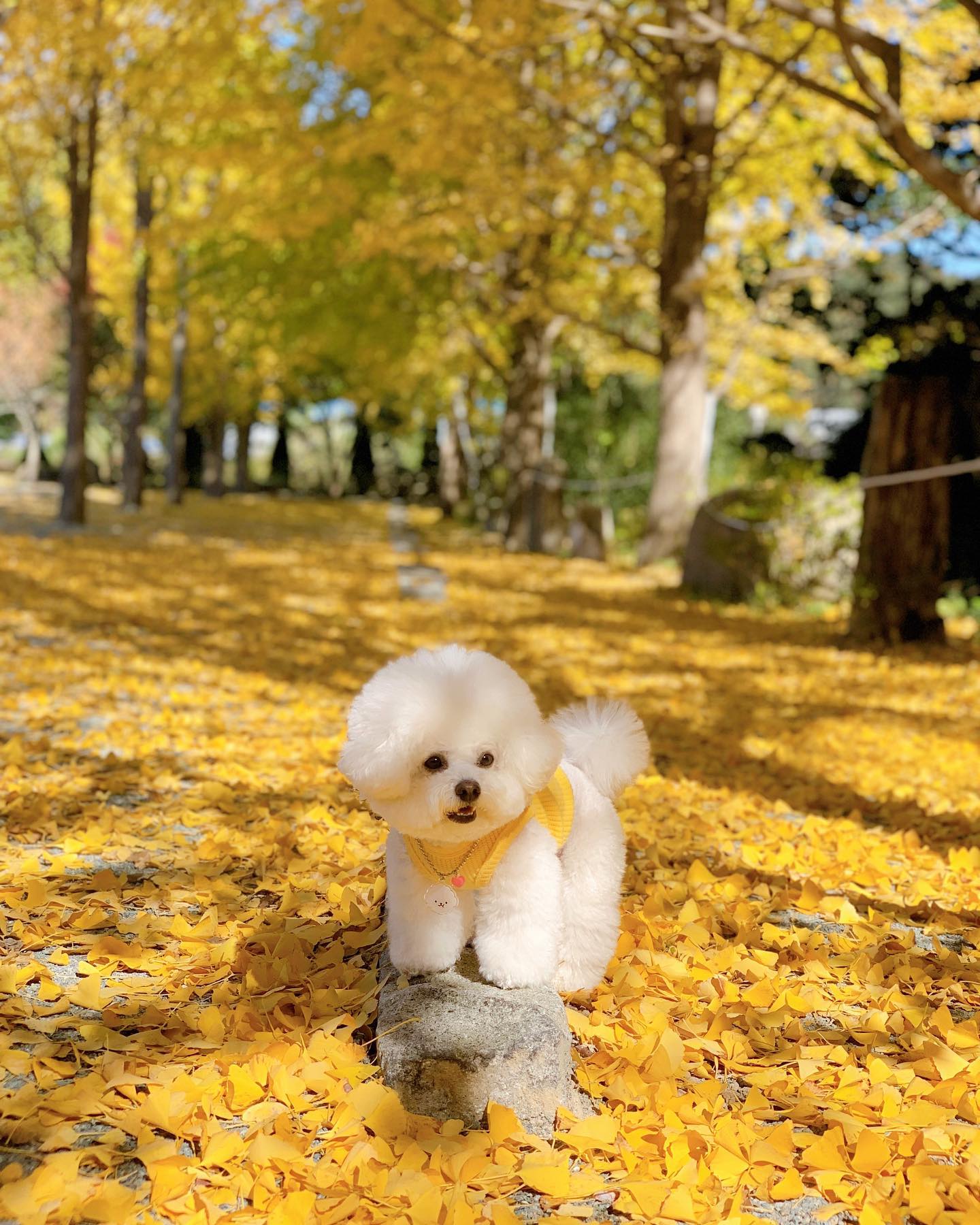 .
단풍도 노랑🍁
치즈도 노랑💛

오랜만에 찡구들만나서
치즈 햅삐🥹💛

#치즈는 #체다치즈 🧀