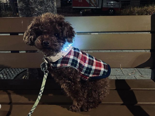 임수연 (SuYun Yim)▪️Model on Instagram: "#협찬 야간 산책을 위한 새로운 led 목걸이를 장착했어요! 기존 led 등은 엄지손가락만한 동그란 방울 같은 거였는데 목줄이나 하네스에 연결