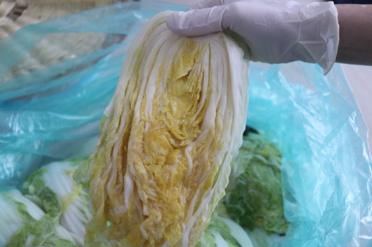 김장김치담그는법, 나가네해남농장 고랭지절임배추20KG