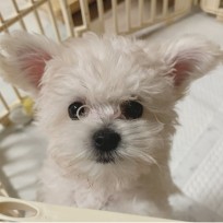 한젤과 그레챙 : 네이버 블로그