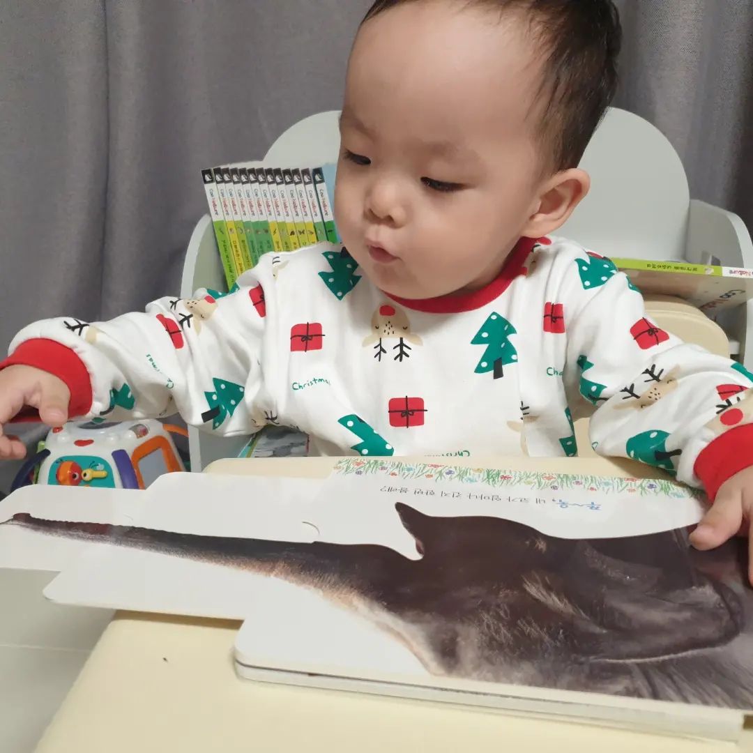#협찬

별하가 책을 좋아하는 이유💛

좋아하는 동물 사진이 책마다 가득한데다가
직접 코끼리 코도 늘려보고
기린 목도 늘려보며
적극적으로 활용이 가능하기 때문인데요.

쿠네이처는 특히 사진이 많고 글밥이 적어 돌아기책으로 제격이에요.

아침에 일어나면 책상에 앉아
보고싶은 책을 직접 꺼내와 보는 별하
쿠네이처는 책과 친해지며 흥미를 갖게 하기 좋아요.

#책육아 #홈스쿨링 #유아전집 #영아전집 #아기전집 #자연관찰 #보드북 #세이펜 #세이펜전집 #세이펜호환 #아기조작책 #아기그림책 #돌아기전집 #영유아전집 #돌아기책 #조작책 #백일선물추천 #돌선물추천 #전집추천 #책추천 #육아스타그램 #책스타그램 #쿠네이처 #글뿌리 #서포터즈 #미몽지기6기