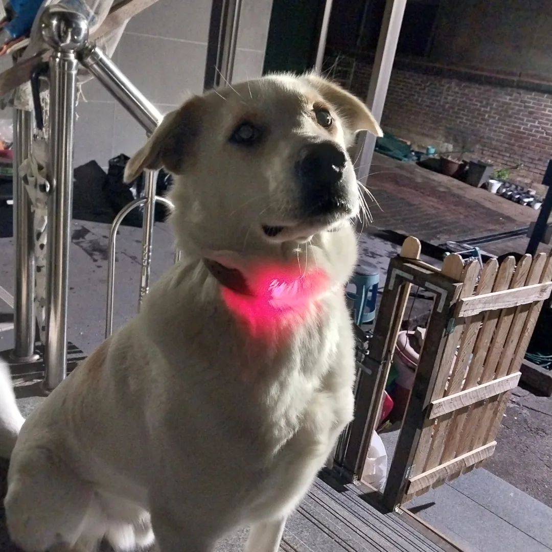 “#수정본 #재업로드 #함께하개 #led목걸이 #협찬 @pageone_pet 🐕‍🦺함께하개 반려견 led목걸이 ✔️수작업 가죽공예로 고급스러운 디자인 ✔️40g 가벼운 무게로 반려견 부담 완화 ✔️공인인증기관 광원성능 및 전자파 안전성 테스트…”