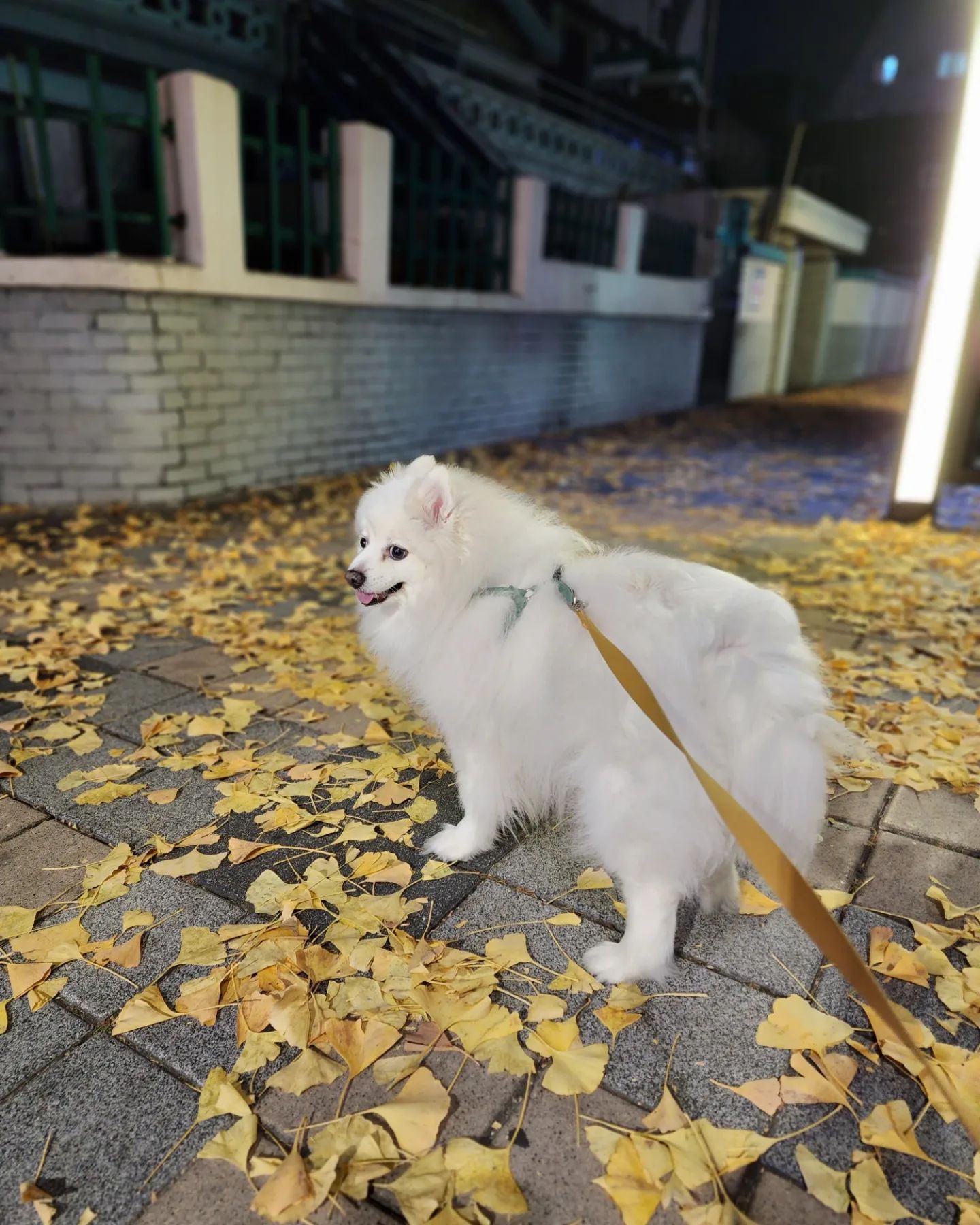 오랜만에 산책이라 반성하는중ㅋ
신났네 우리 몽이❤️
그나저나 살좀 빼자ㅋㅋ
.
.
#스피츠 #열짤 #개신남
#퇴근후산책 #열혈개엄마