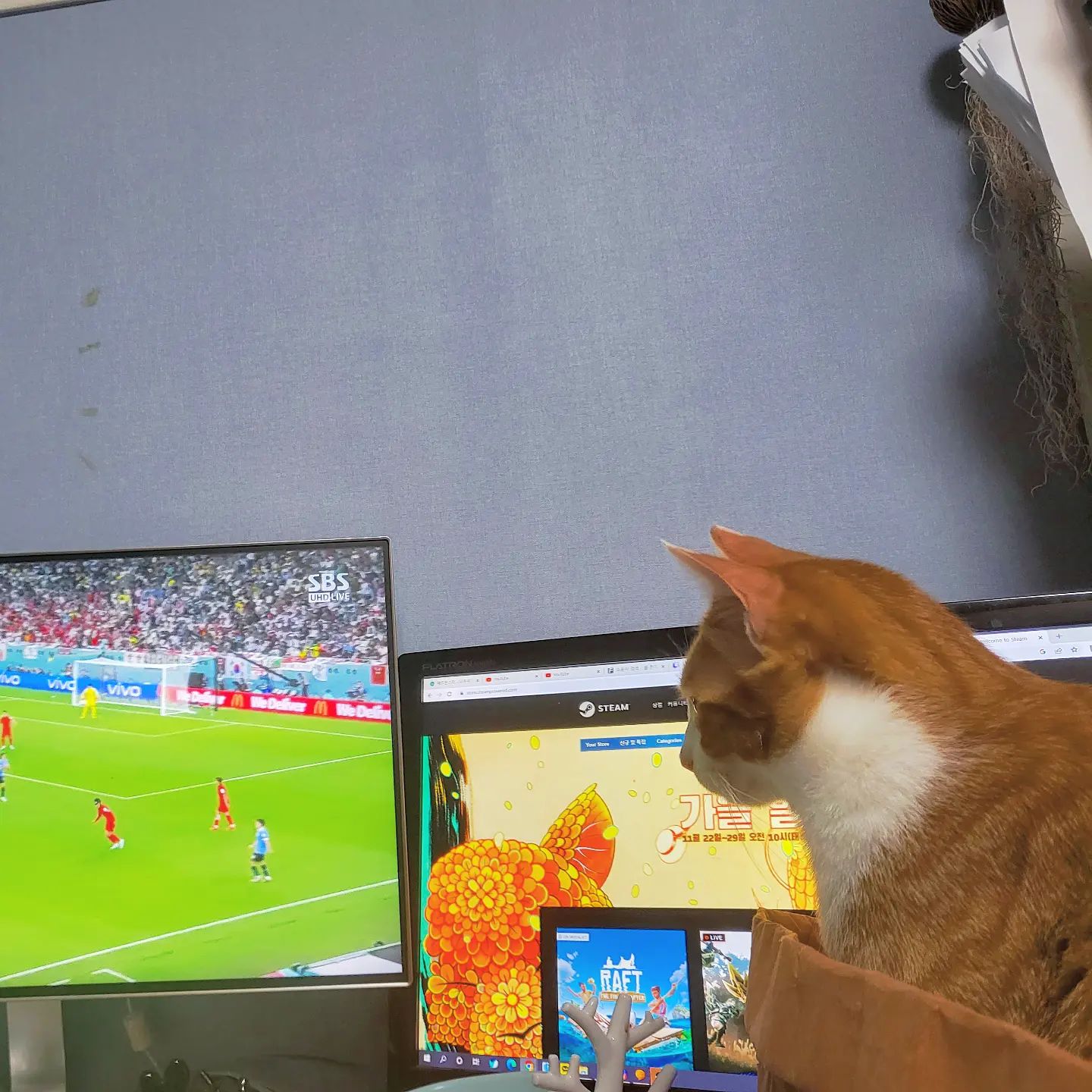 한국 화이팅!!!😾⚽️🇰🇷
.
.
.
#축구 #고양이 #축구고양이 #집냥이가된길냥이 #집양이 일상 #치즈냥 #냥팔 #냥팔소통 #노랭이 #치즈태비 #코숏