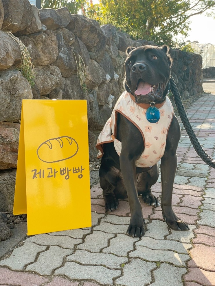 [제주 빵집] 서귀포 효돈 신상 빵집 제과빵빵 / 소금빵 맛집🥐 + 외부 반려견 동반 가능