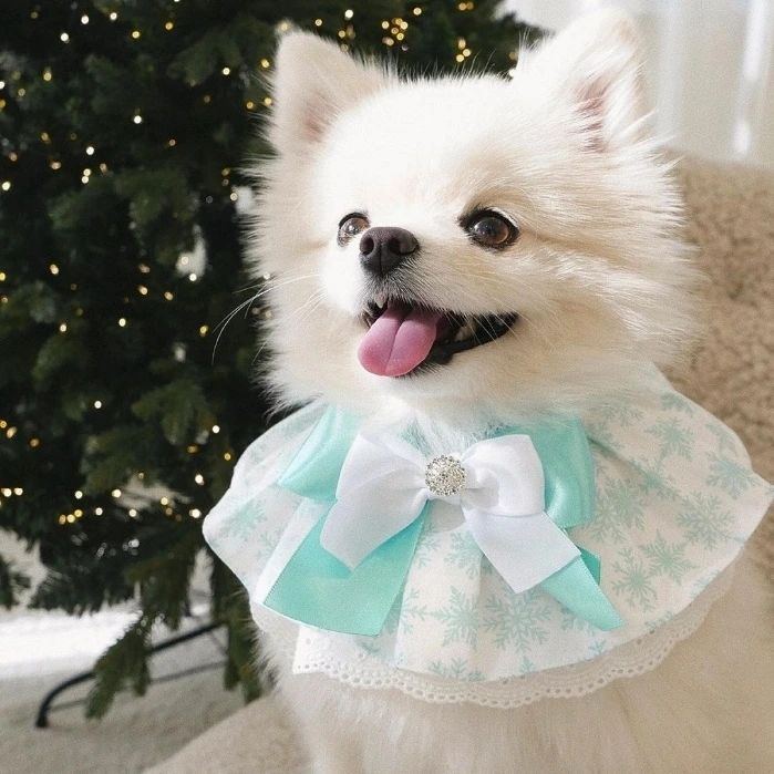 💚💚이번엔 민트 쿠키🐩💚💚
올해 크리스마스는 osiosi_pet 
민트 케이프와 민트 크리스마스🎄

구매는 👉 osiosi_pet
12/8 부터 스스에서 판매한대요!

케이프랑 너무 찰떡이라
눈을 뗄 수가 없었네요 :) 이쁜 우래기
다들 민트 크리스마스하세요!

#강아지케이프 #크리스마스케이프 #민트색케이프 #고양이케이프
#강아지옷 #강아지모델 #포메라니안 #흰색포메
#우리은행 #도전우리펫모델 wooripet.official