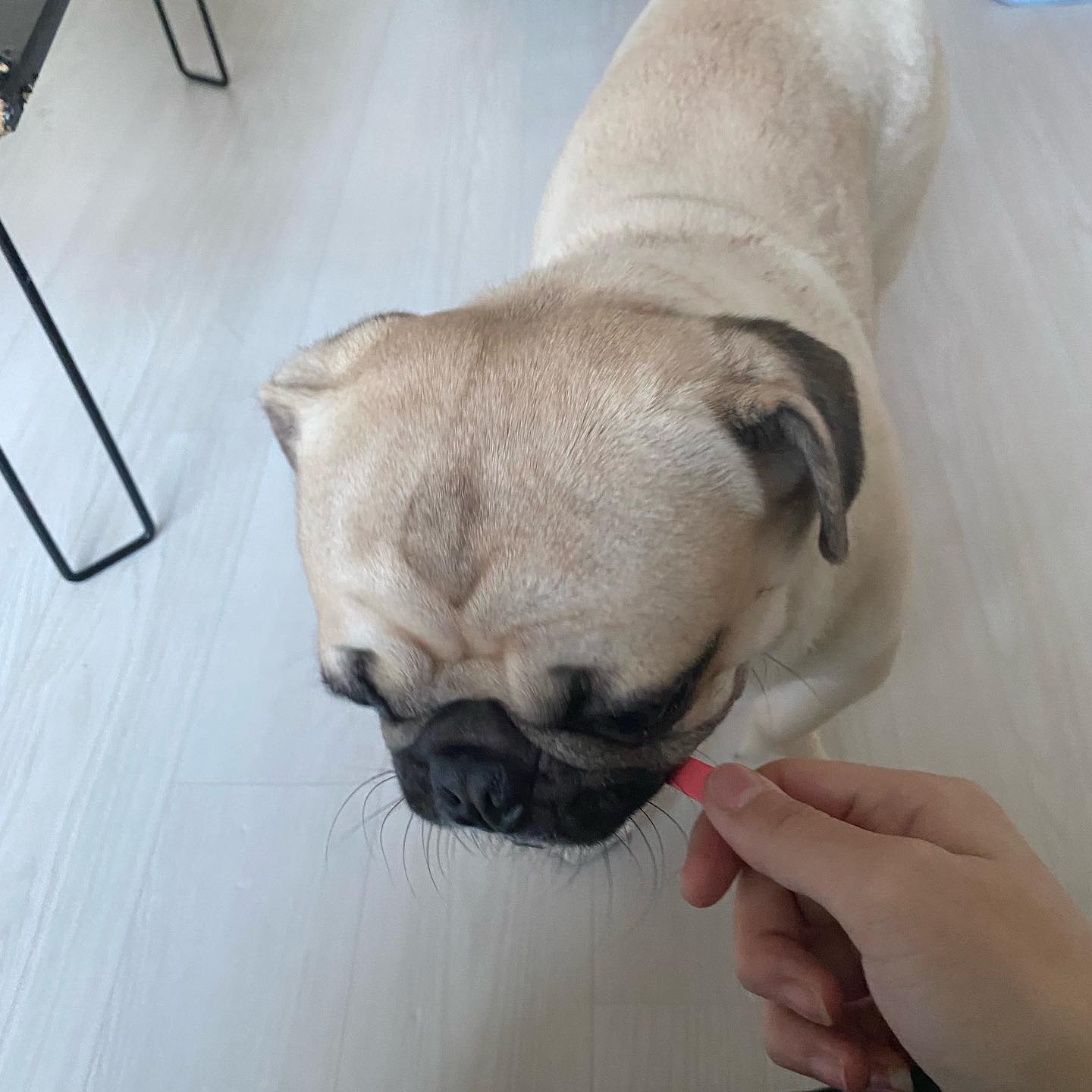 장군이