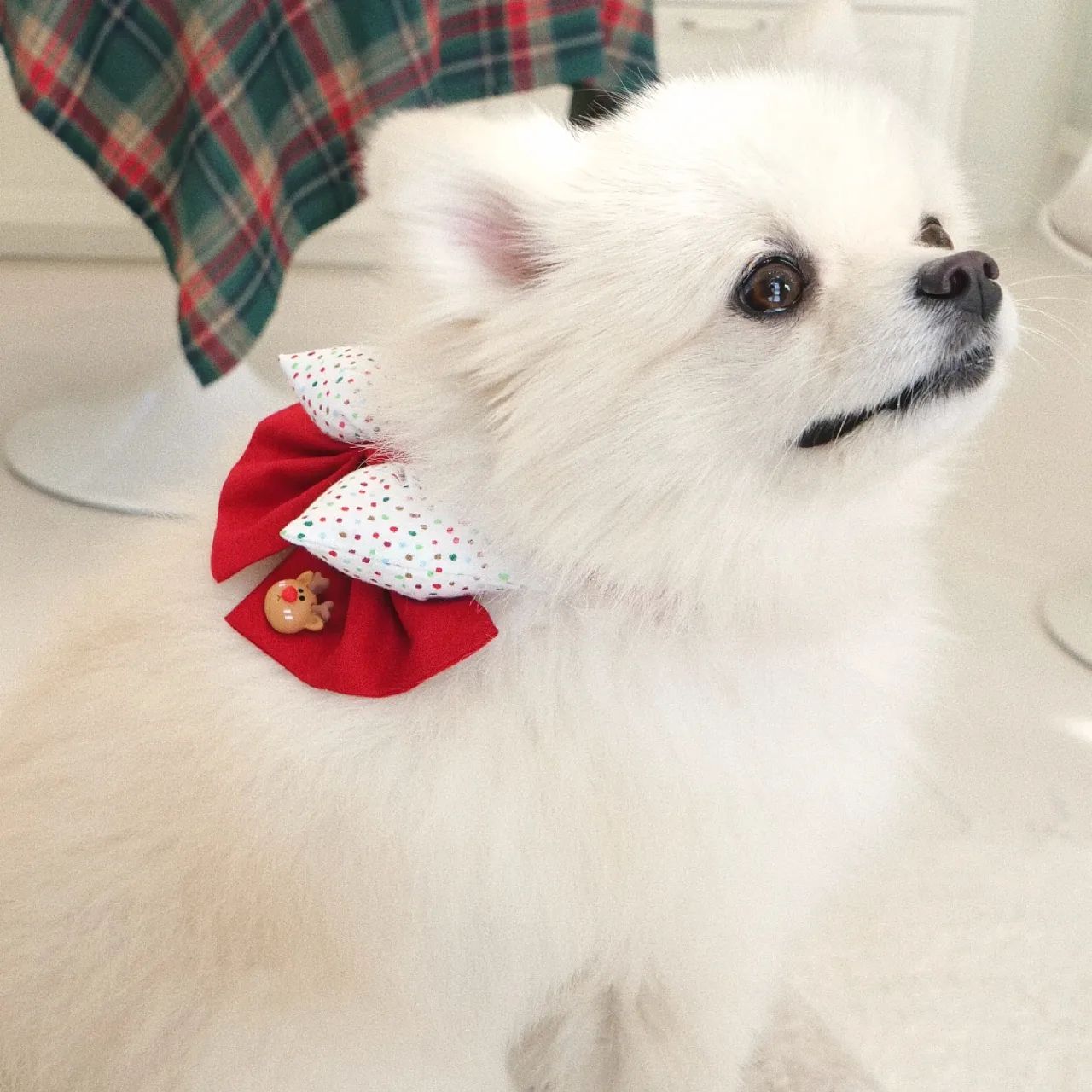쿠키 산타 멍린이🧑‍🎄 메리보타이 출격❄️❄️
앞으로도 착용해도 귀여운데 뒤로 돌려주면 멋짐 폭발!
흰색 강아지에겐 더 겨울 같은 느낌이
나는 osiosi_pet 제품!!
오시오시에서는 지금 이벤트 중!!
상품 받아가세요!!

#오시오시펫 #미리크리스마스 #포메라니안 #포메쿠키 #강아지모델 #흰강아지 #쿠키므찌다 #강아지옷 #강아지악세사리 #우리은행 #도전우리펫모델 wooripet.official