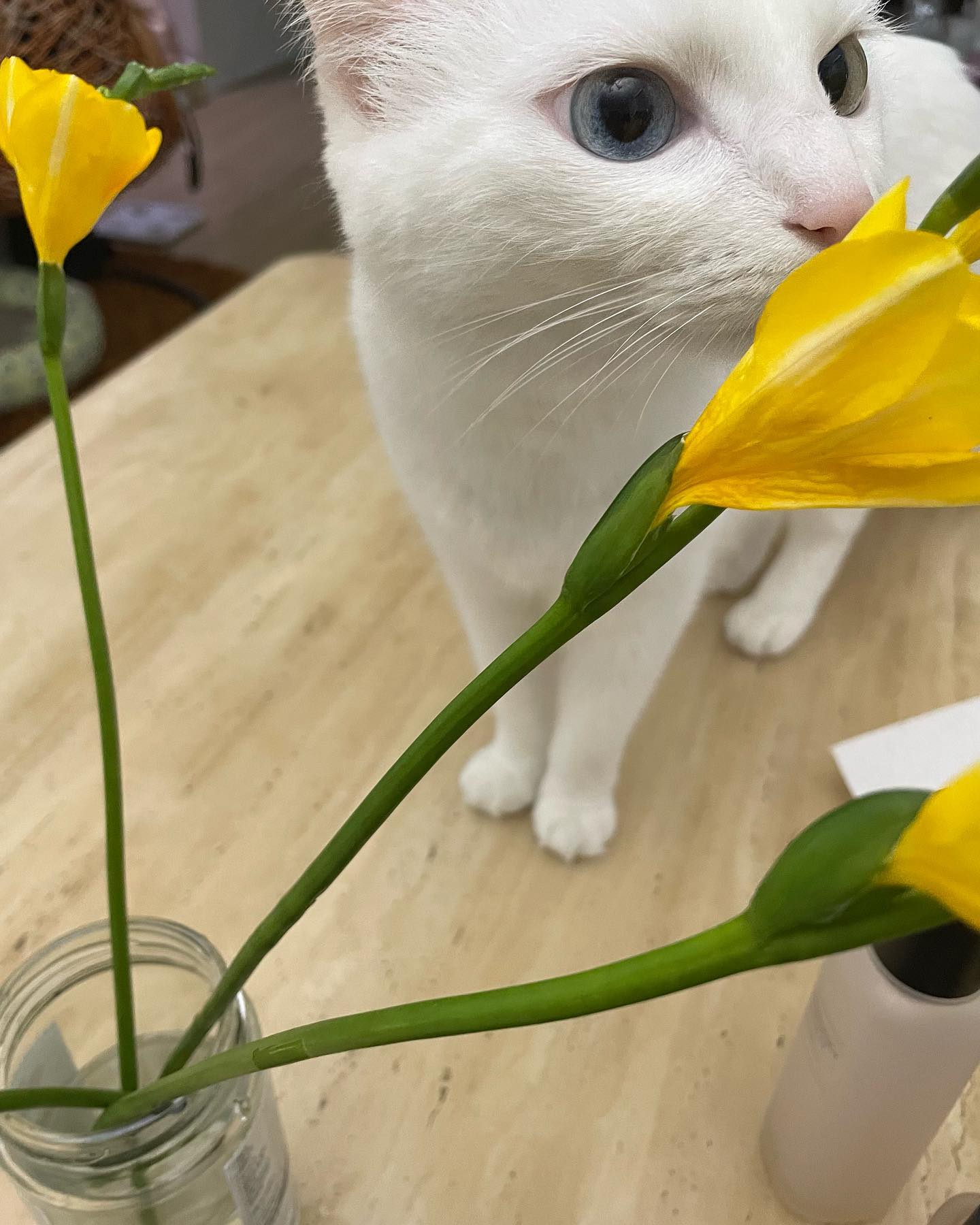 꽃보다 베리🌻

#고양이 #미묘 #냥냥이 #베리