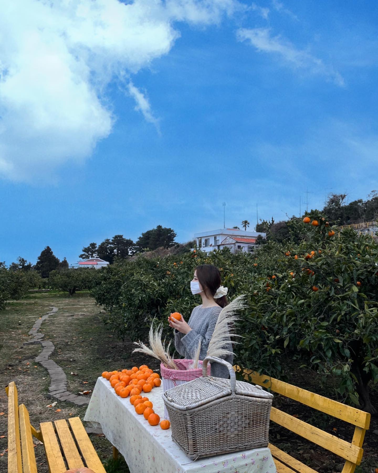 또 귤 따러 갈래